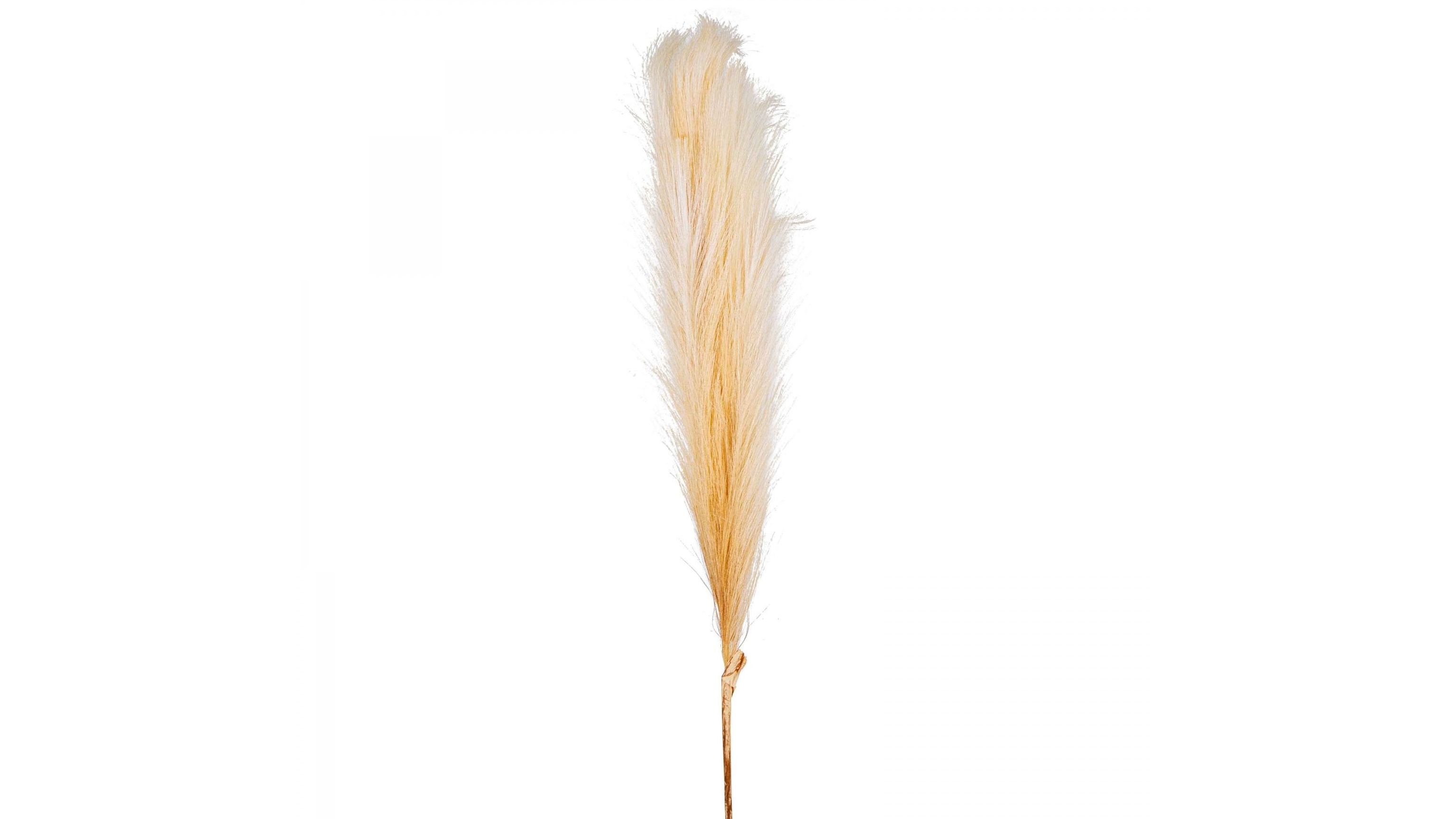 Long Pampas 120cm Spray