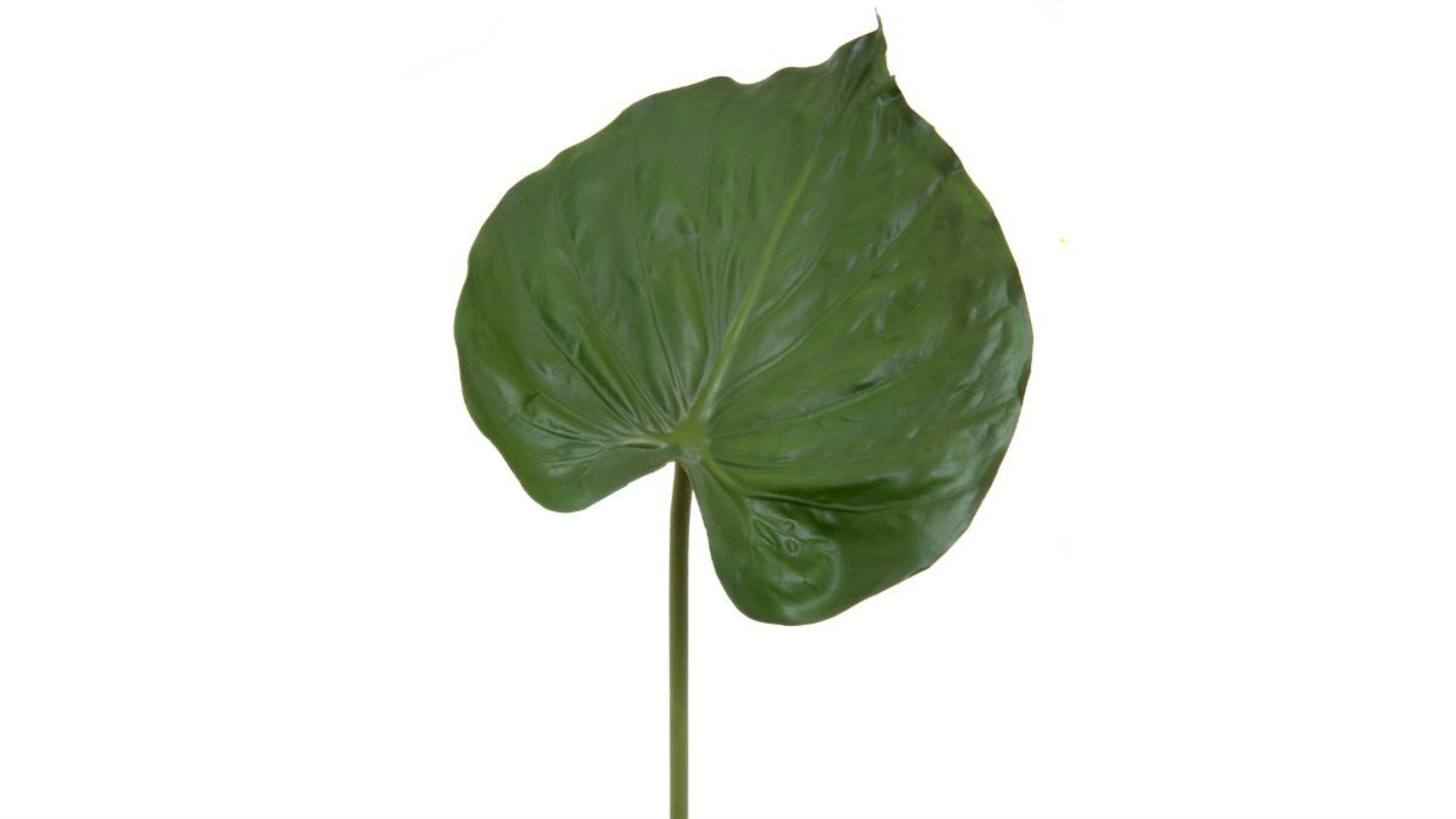Alocasia 90cm Leaf