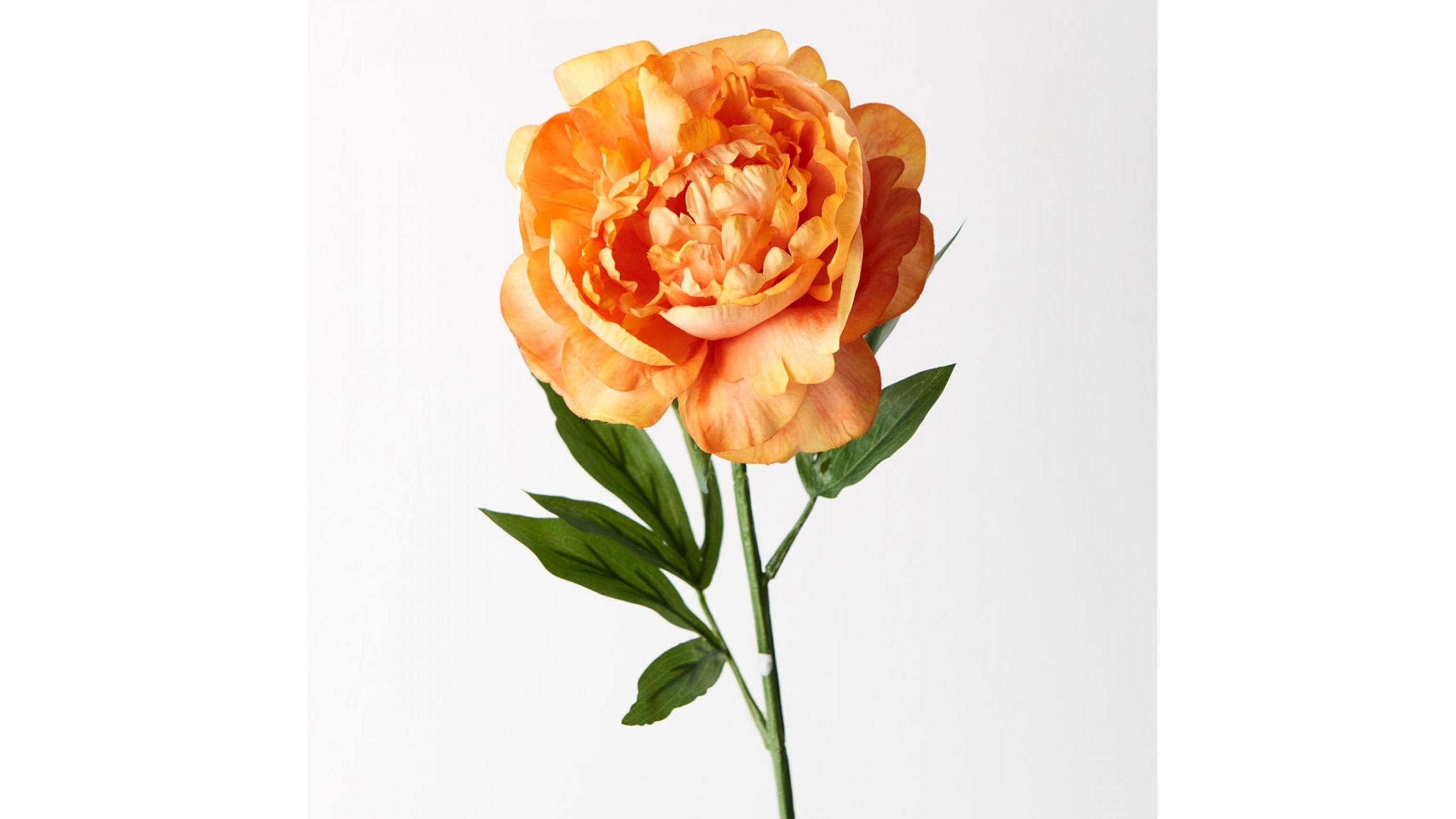 Peony Spray in Orange