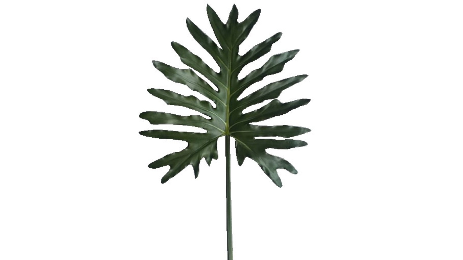 Philodendron 85cm Leaf