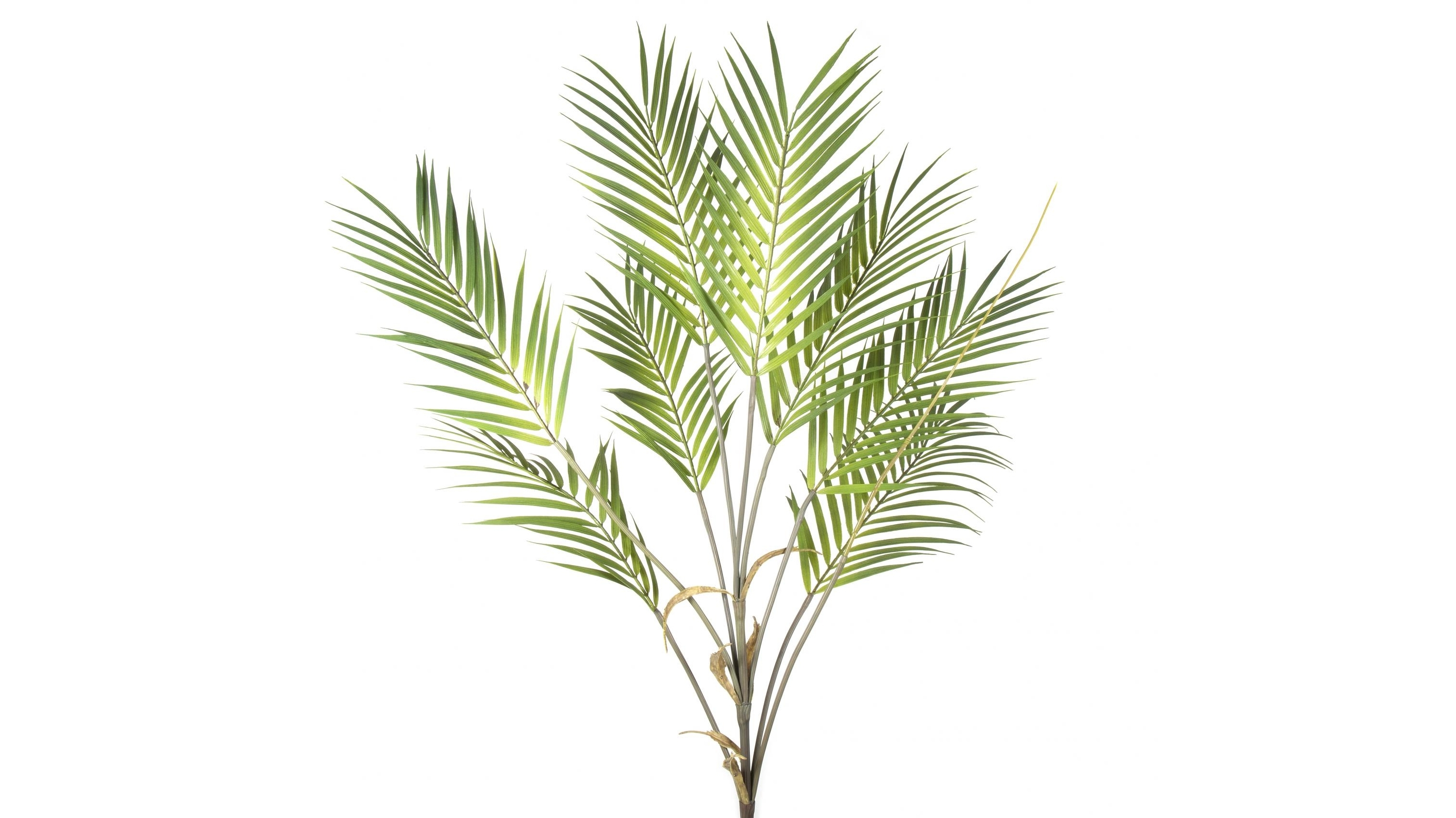Bamboo Leaf 80cm Cluster