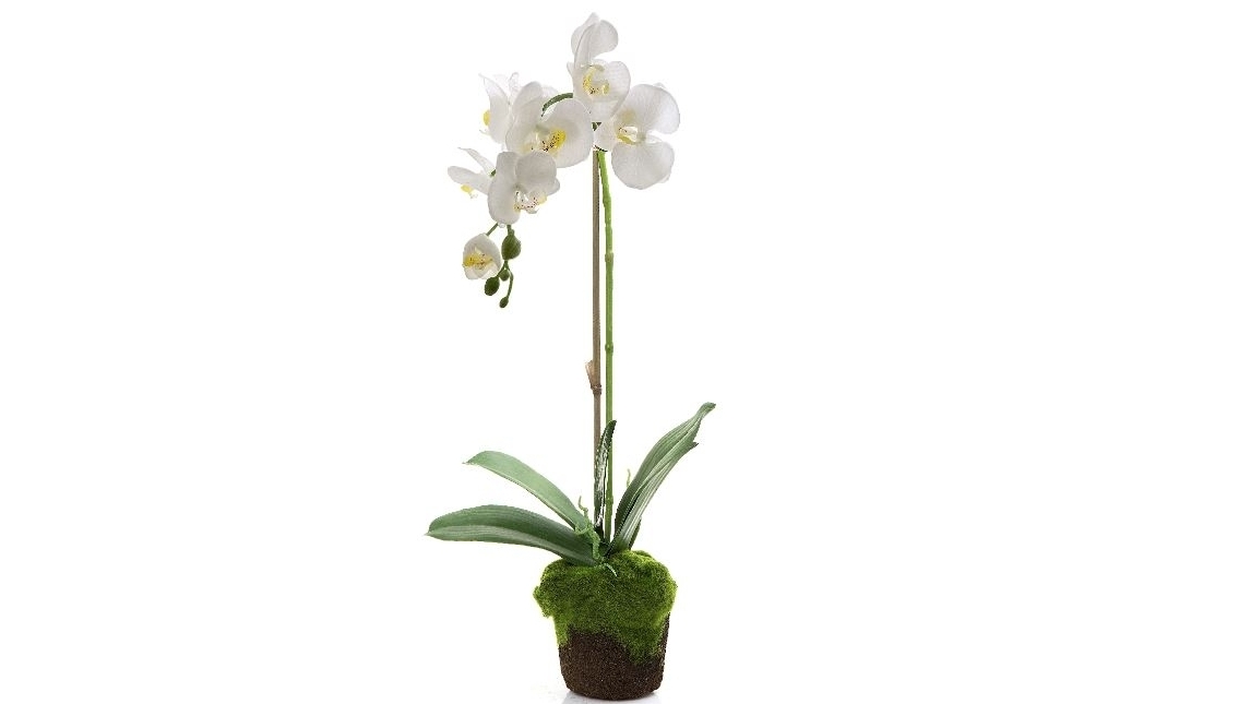 Orchid in Moss Pot 63cm