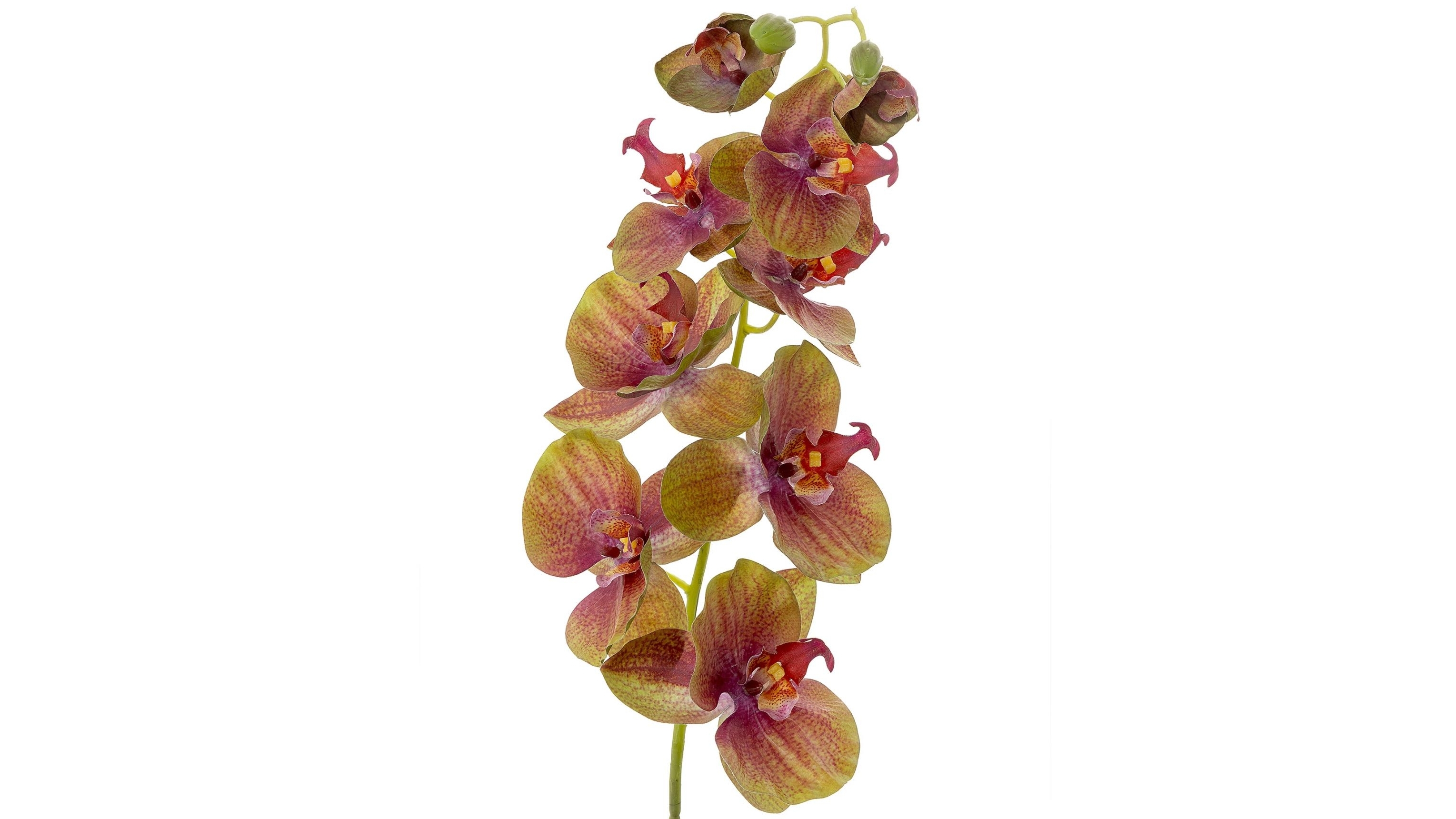 Orchid 100cm Spray - Green
