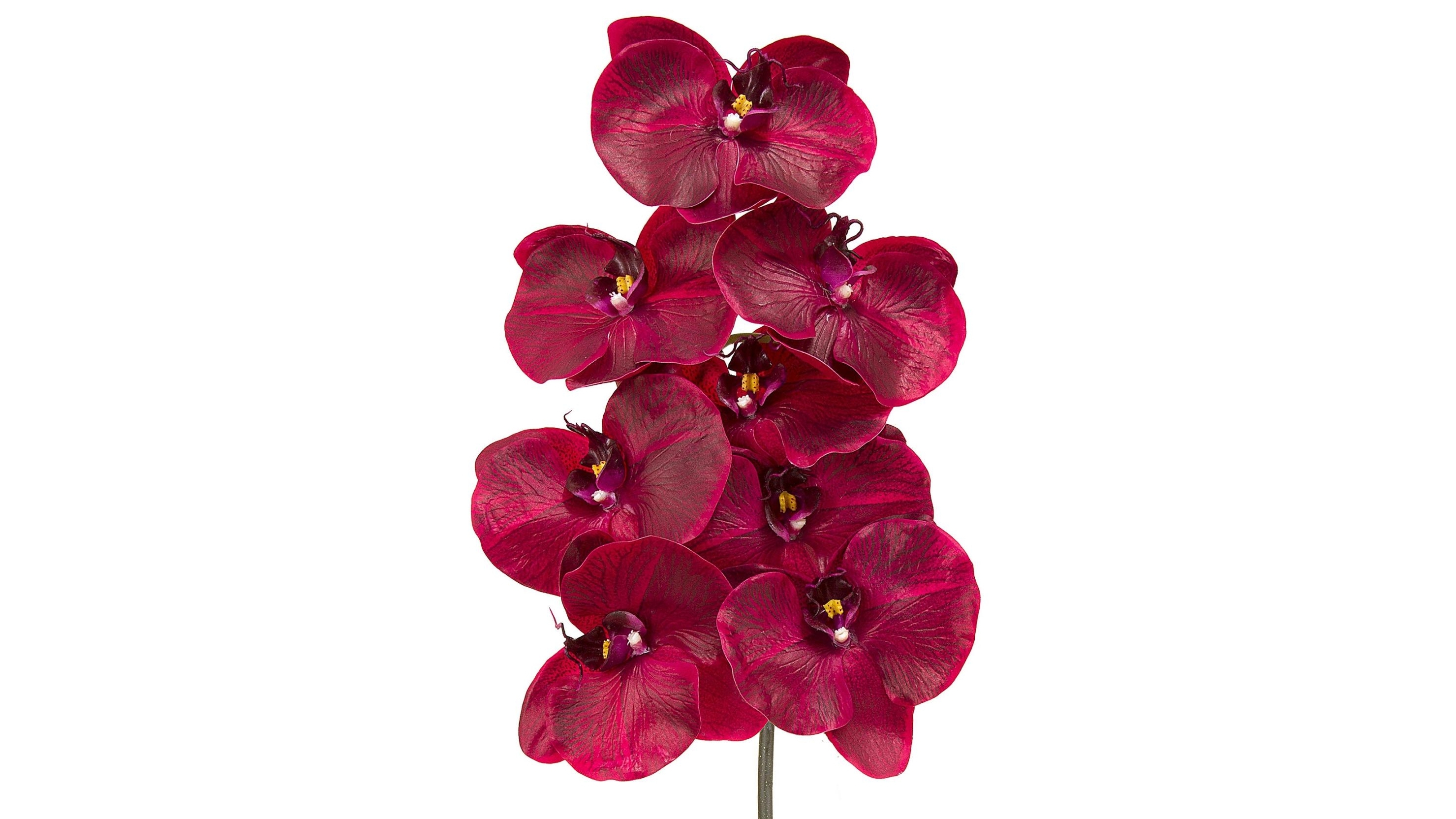 Orchid 100cm Spray - Burgundy