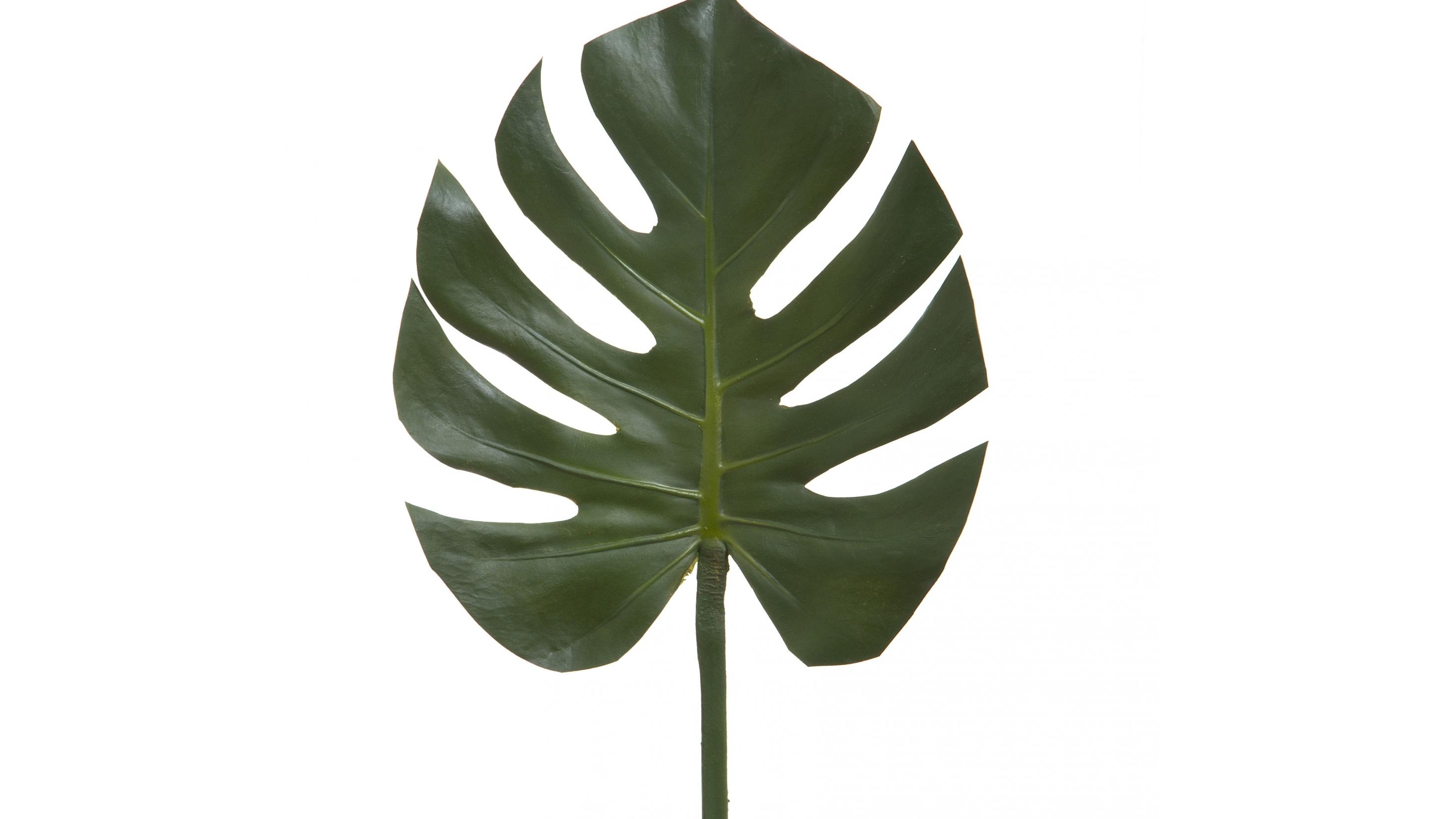 Split Leaf Philo Stem