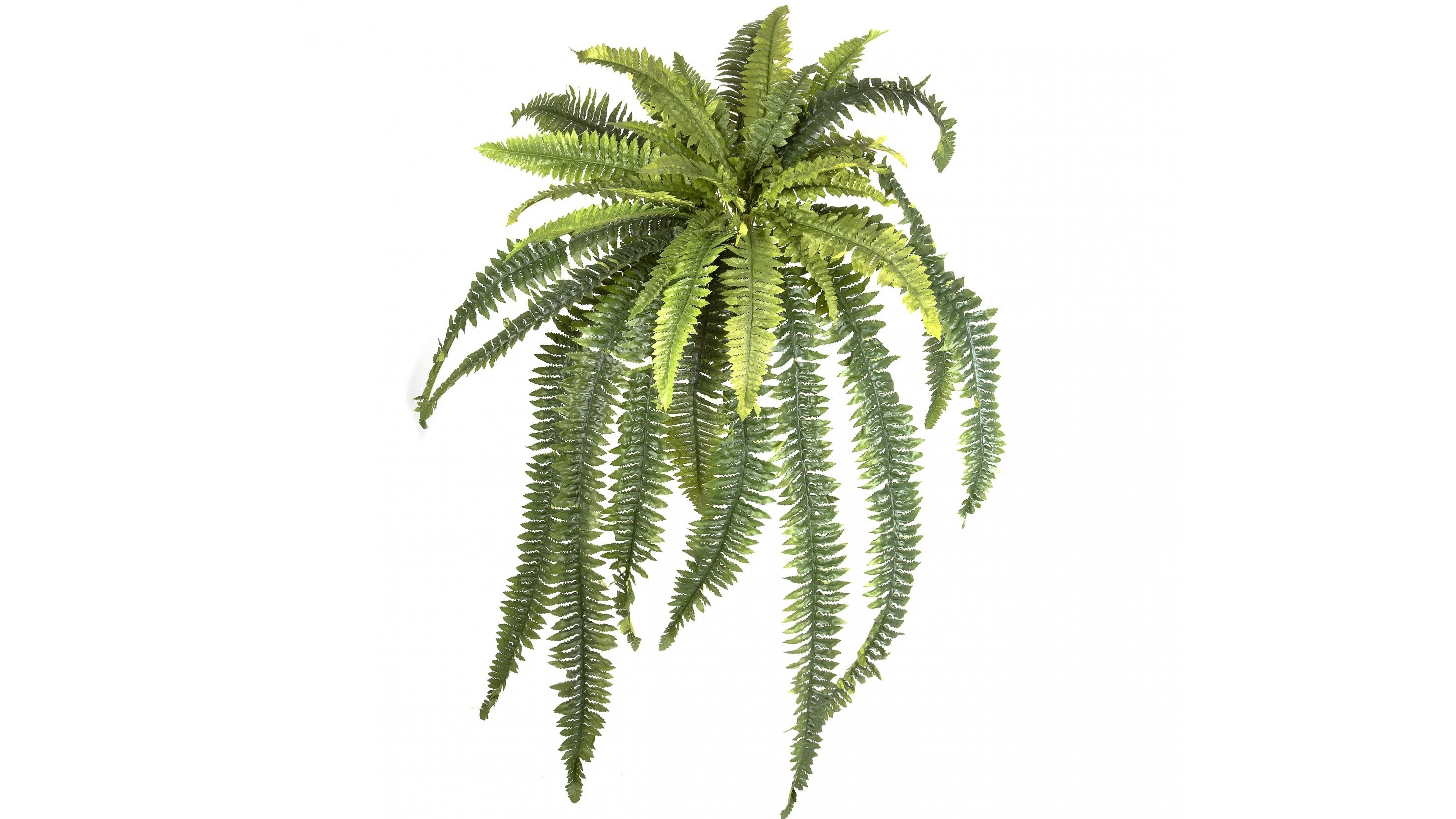 Boston 100cm Fern