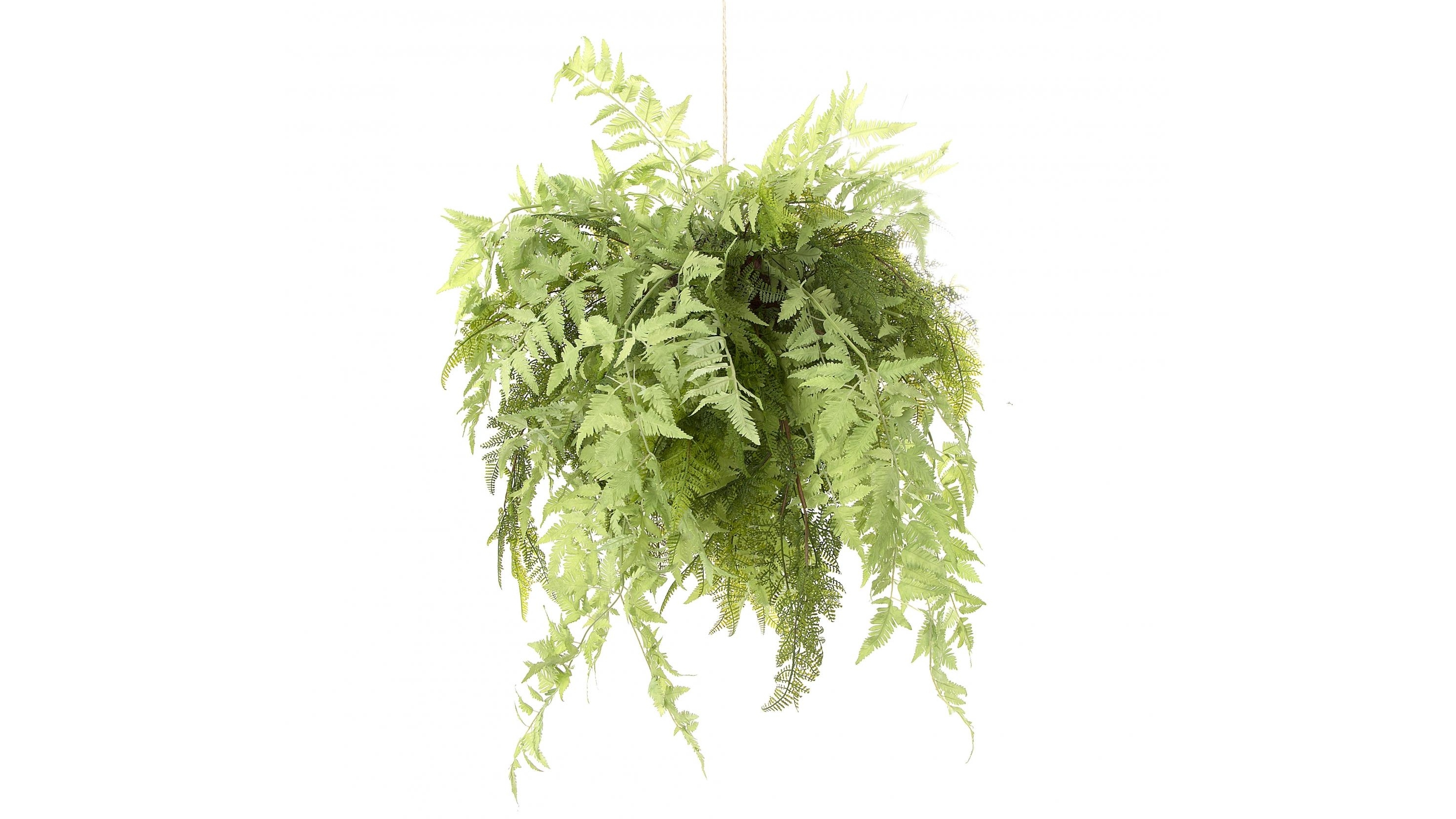 Fern Hanging