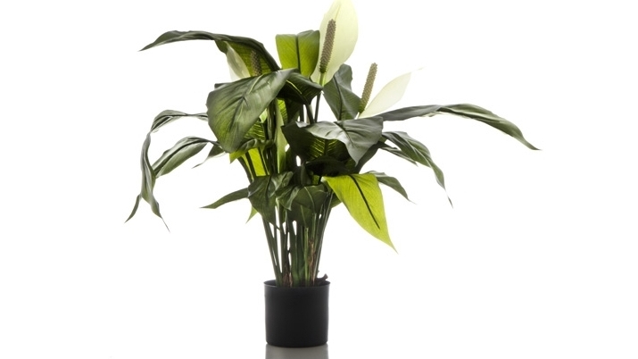 Spathiphyllum Lily 63cm White