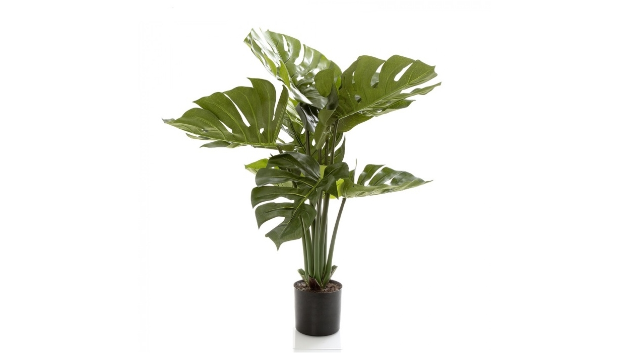 Monstera Split Philo Potted Plant - 63cm
