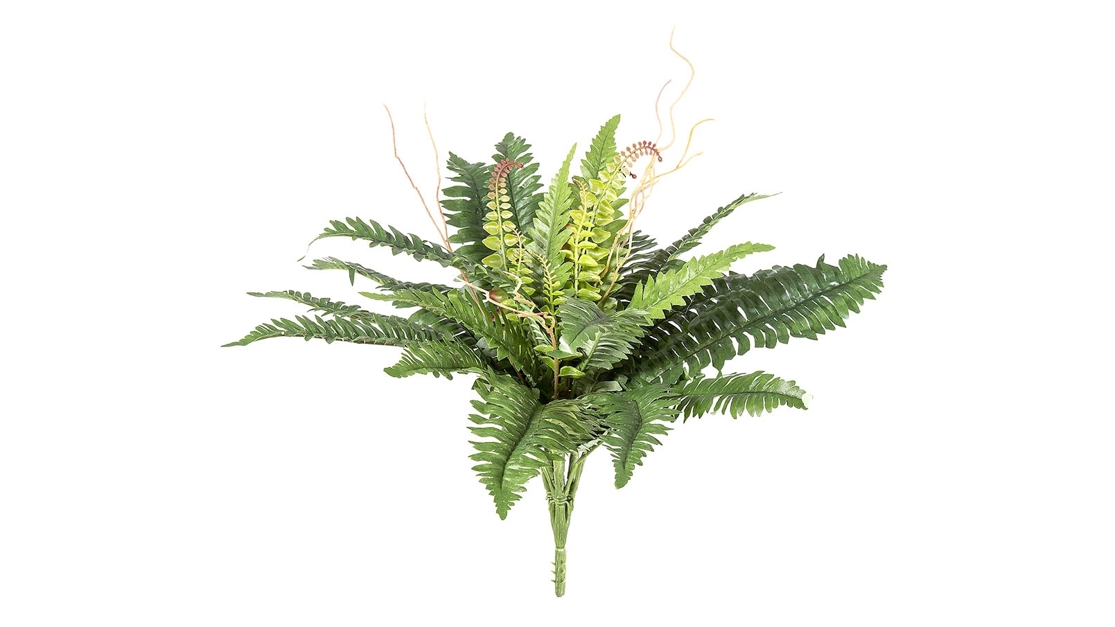Boston Fern Bush