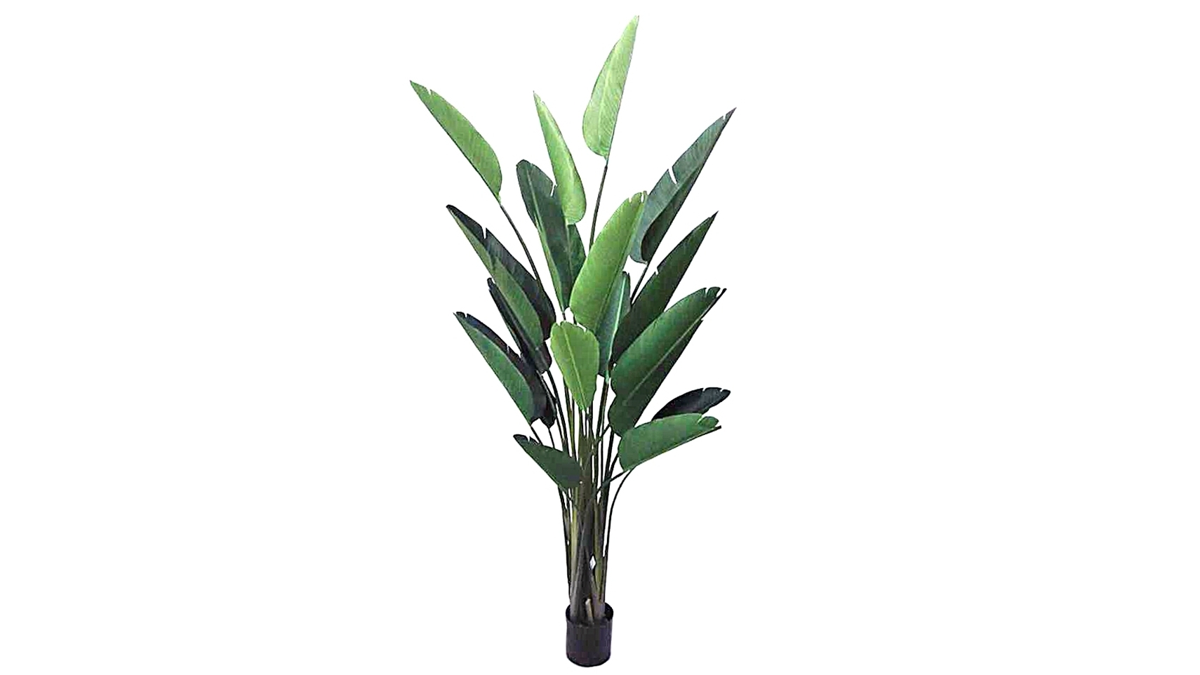 Bird of Paradise 250cm