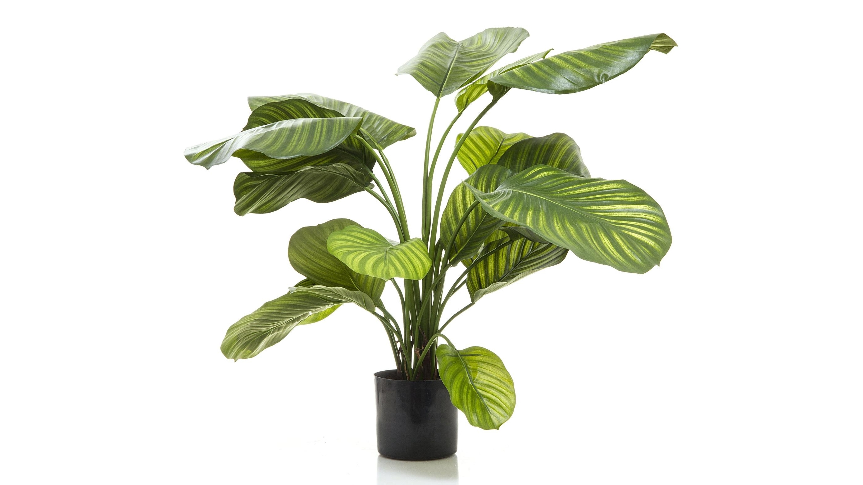 Calathea Fasciata 65cm Tree