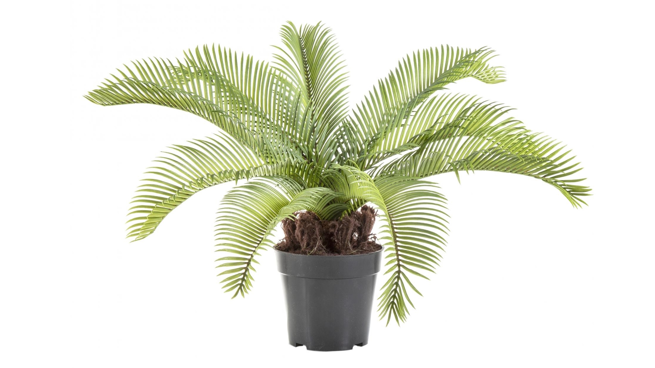 Cycad Palm 53cm
