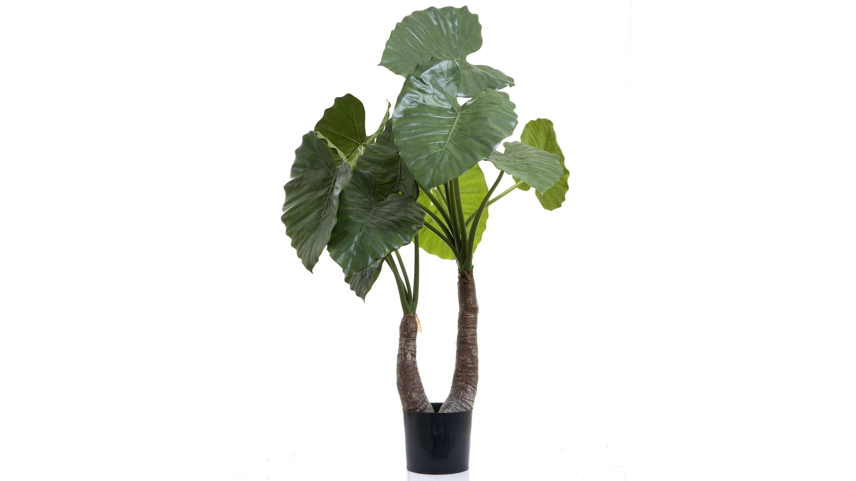 Alocasia Calidora 100cm 