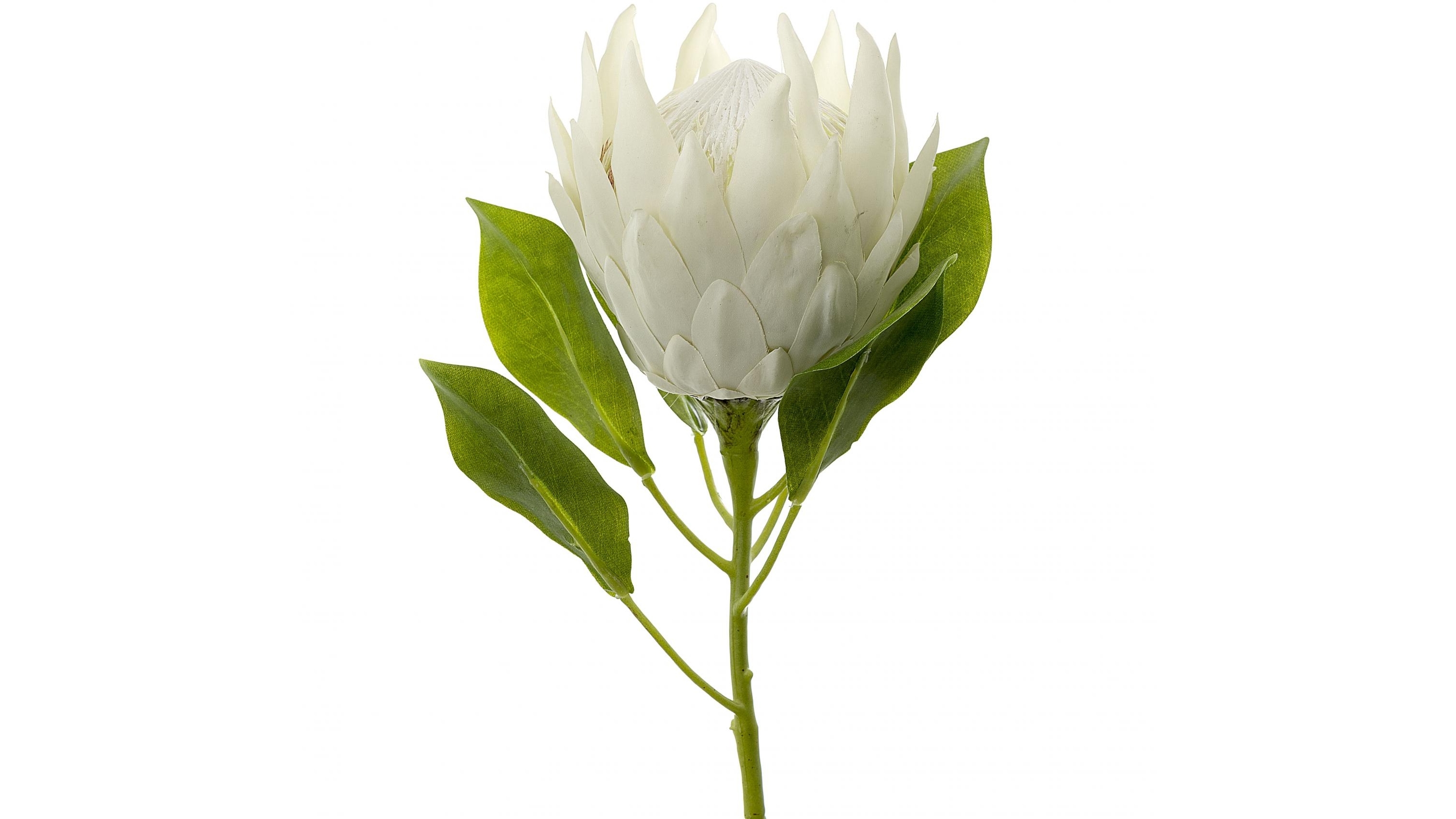 Protea White King 70cm