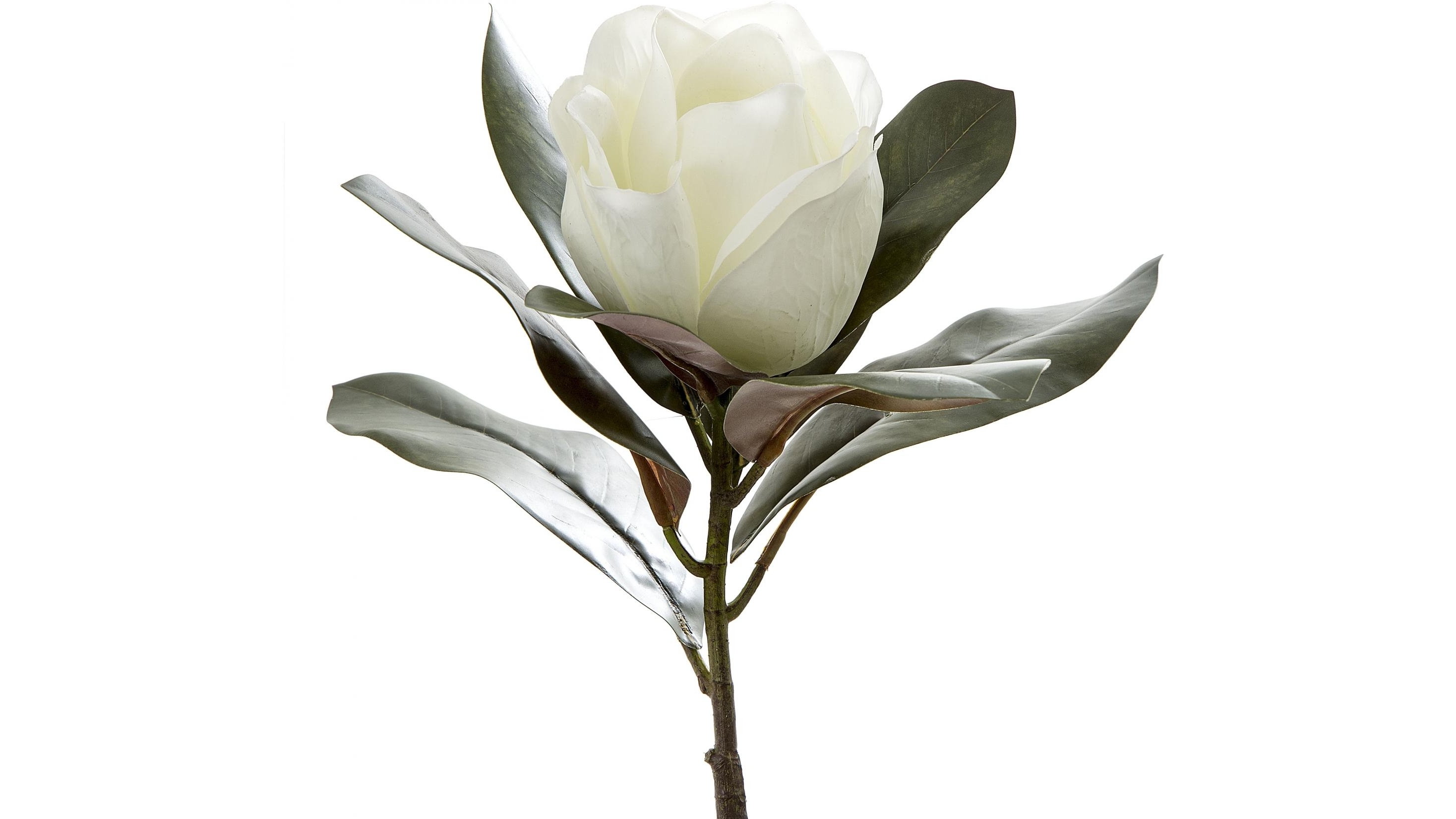 Magnolia White 70cm