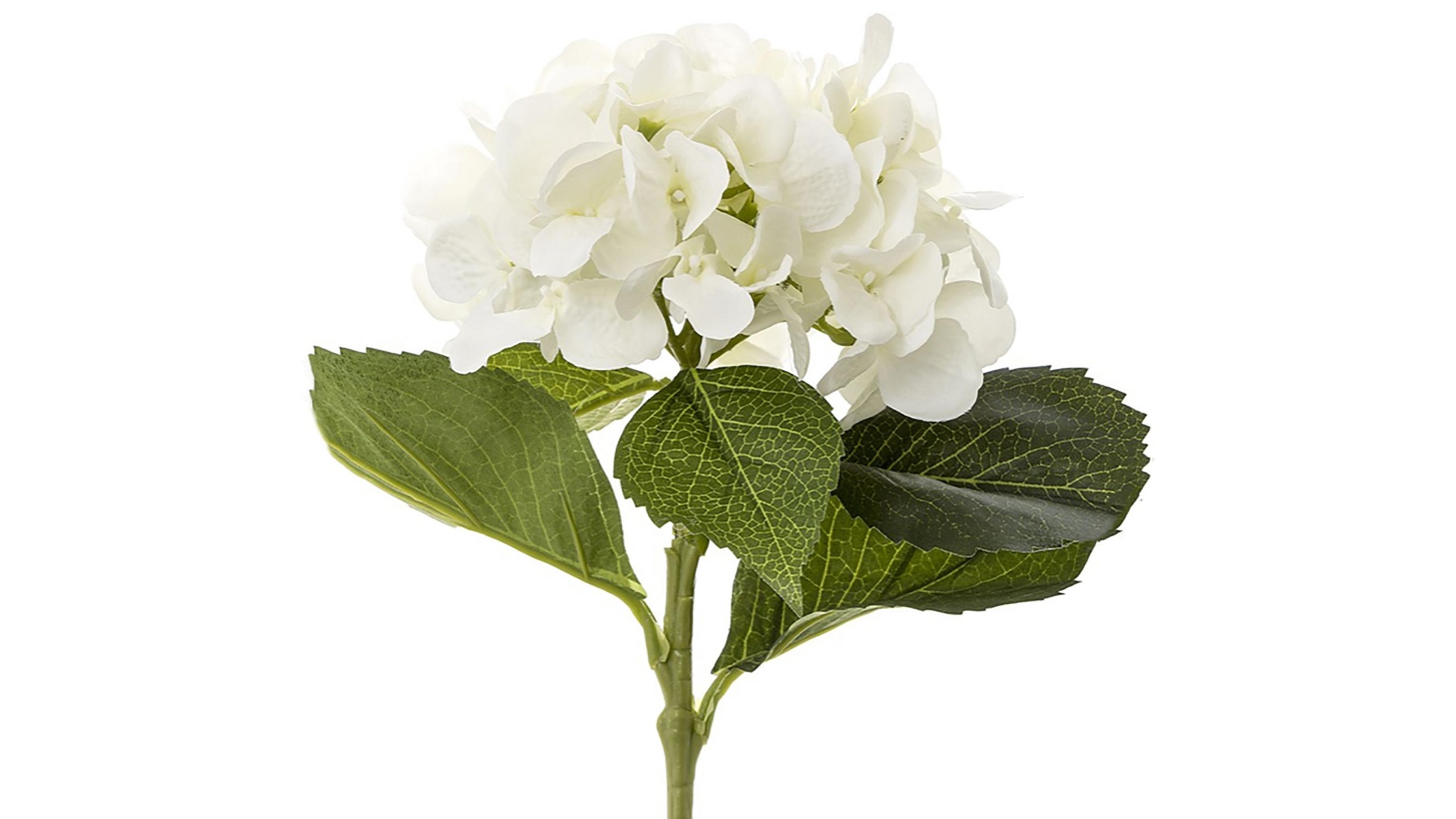 Hydrangea 49cm Plant