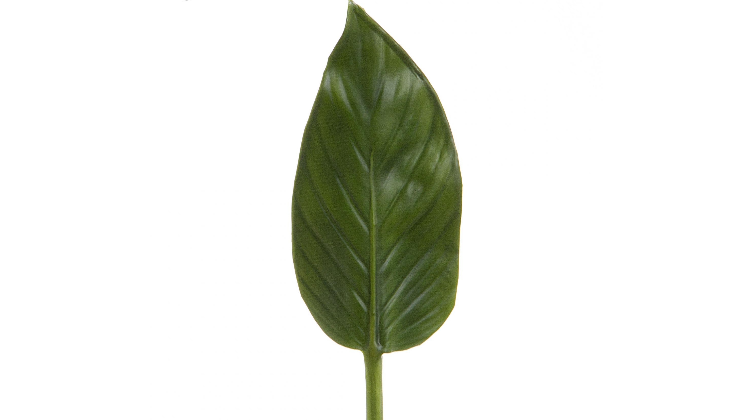 Colocasia 48cm Leaf