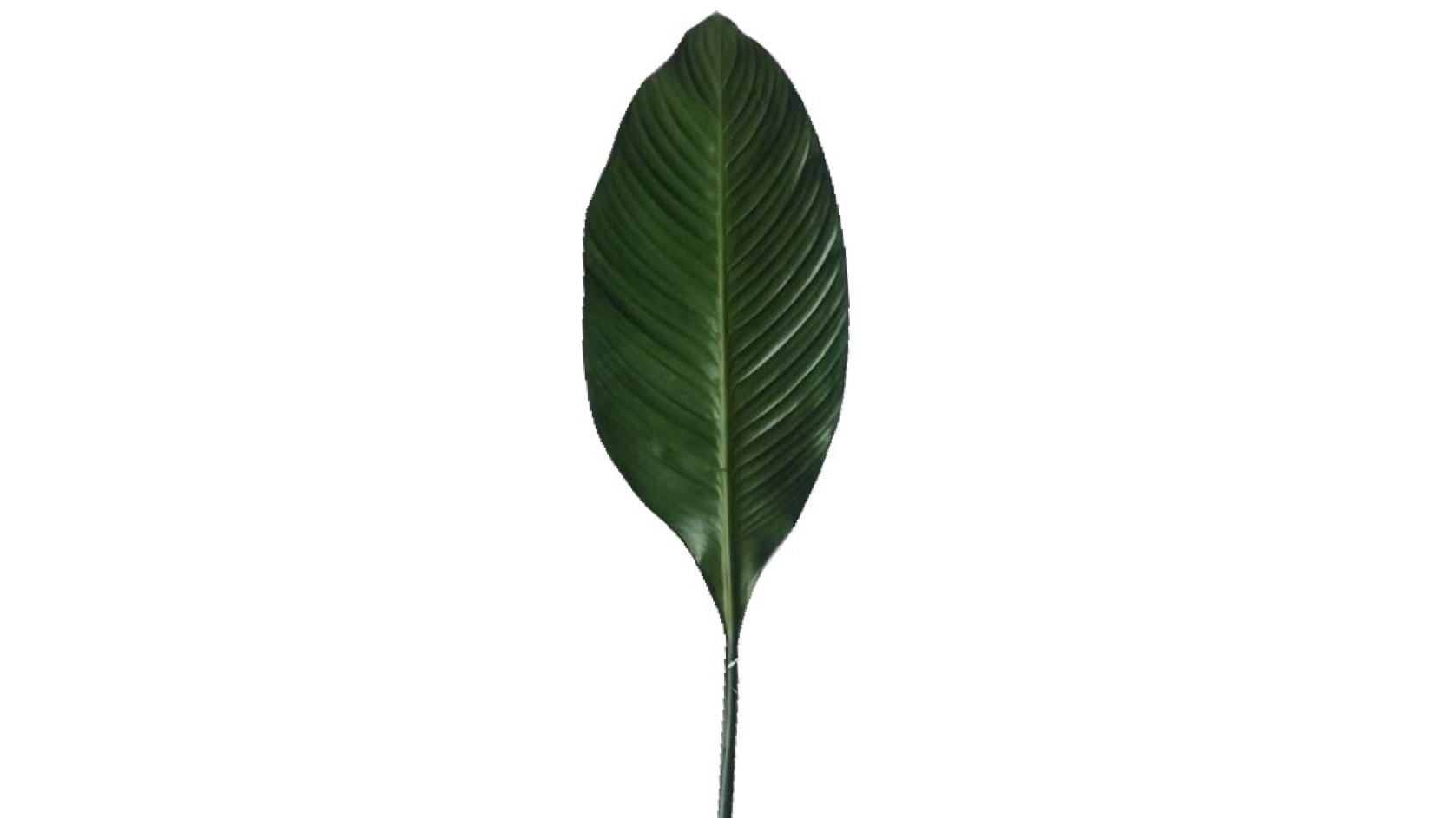 Spathiphylium 100cm Leaf