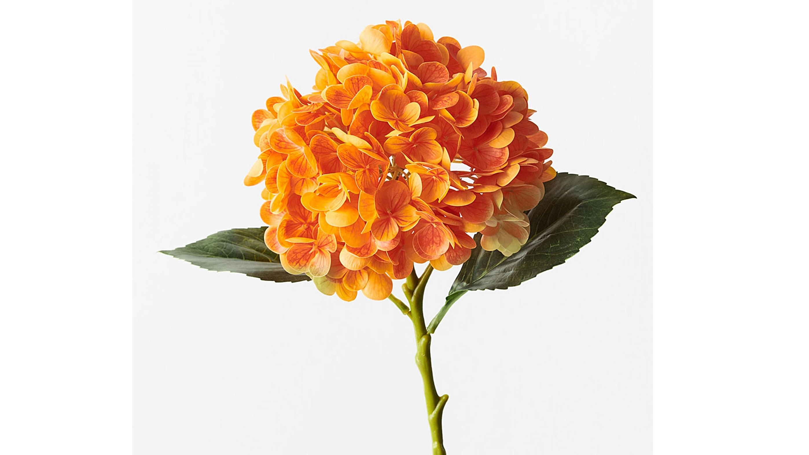 Hydrangea Stem in Orange