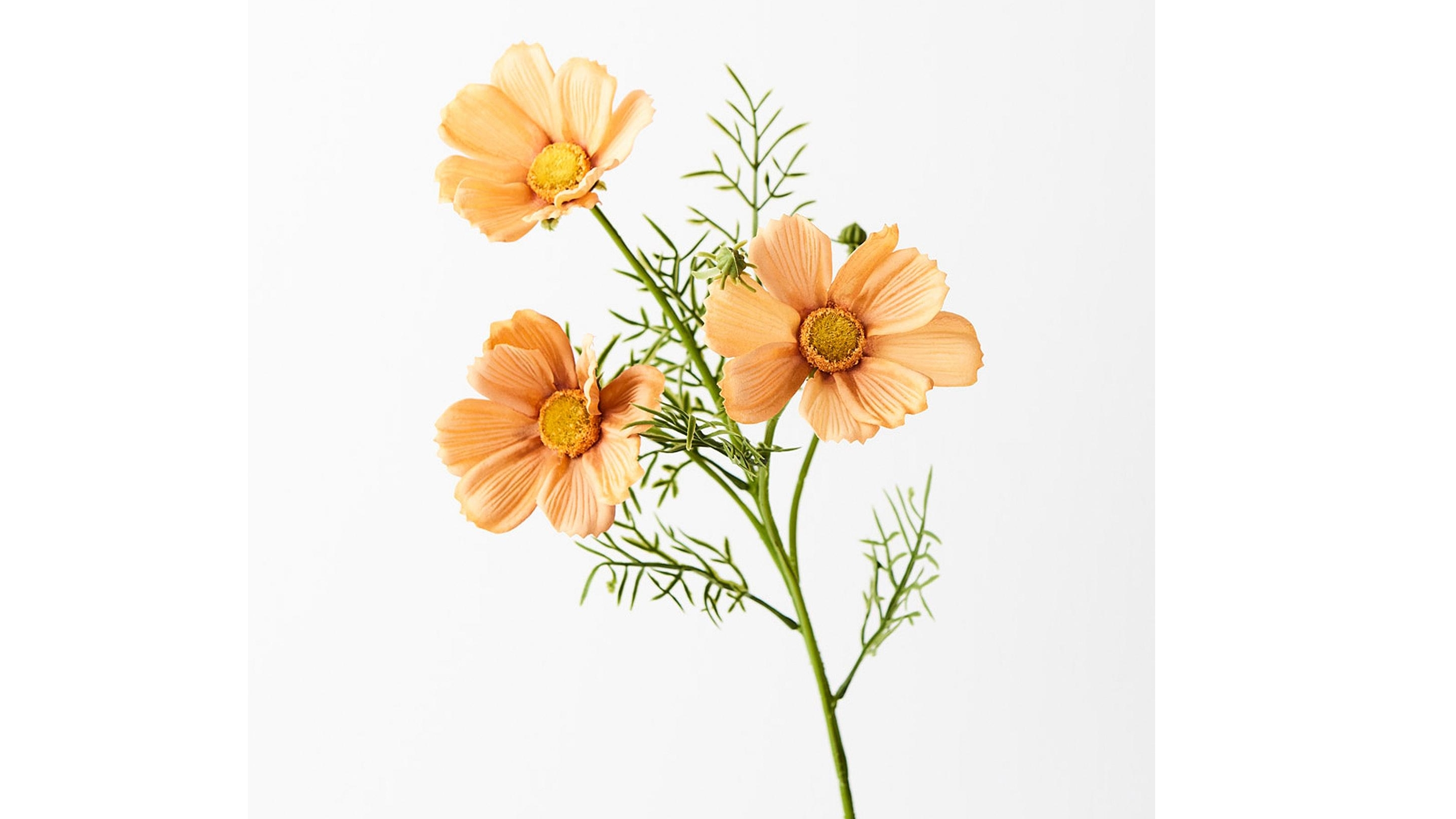 Cosmos Spray in Toffee