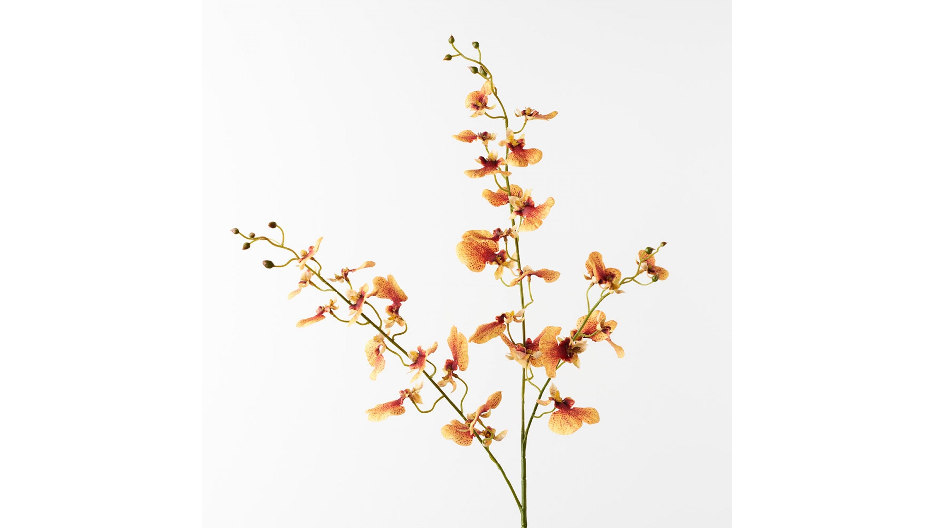 Orchid Dancing Spray in Peach