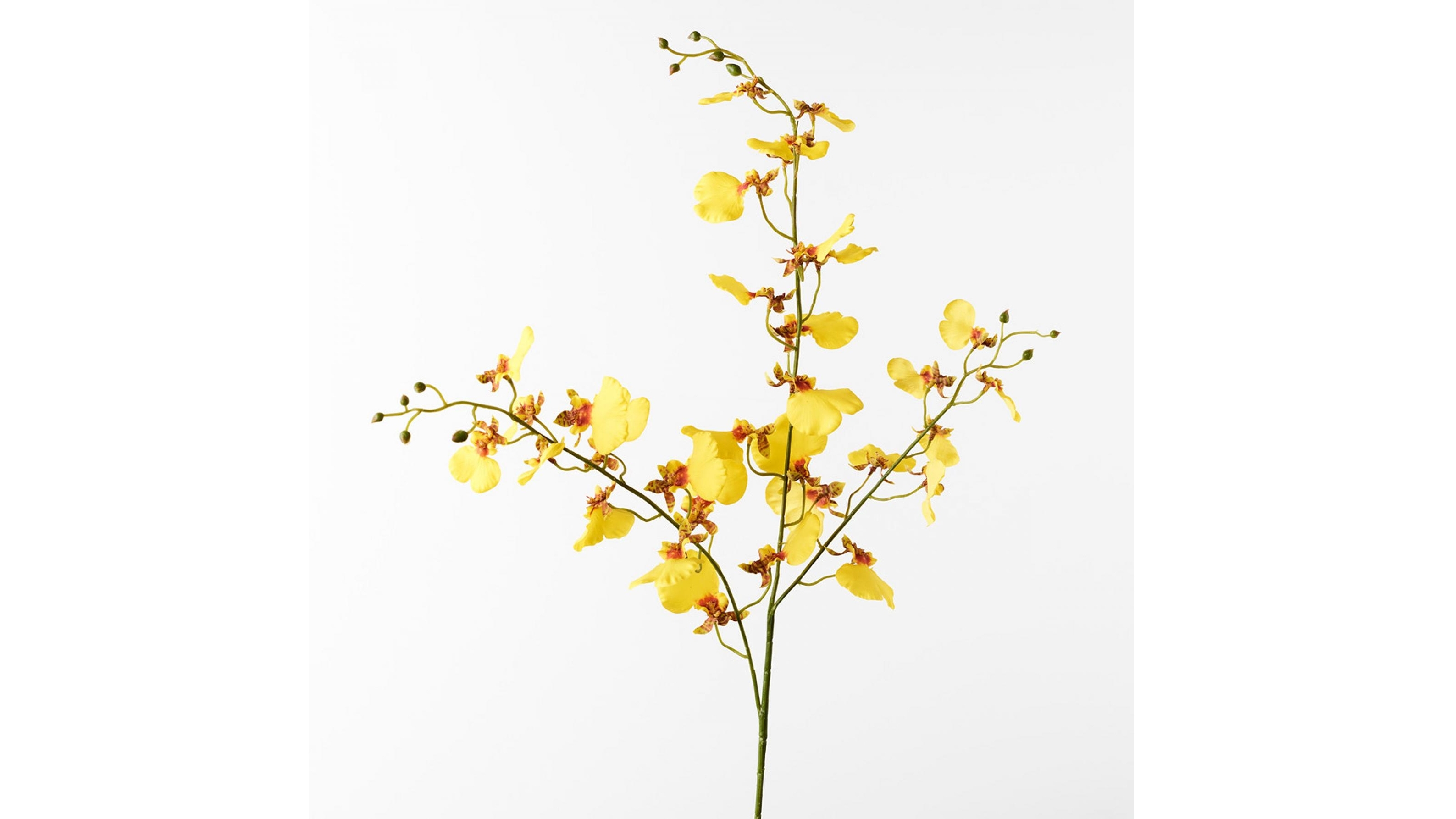 Orchid Dancing Spray in Yellow