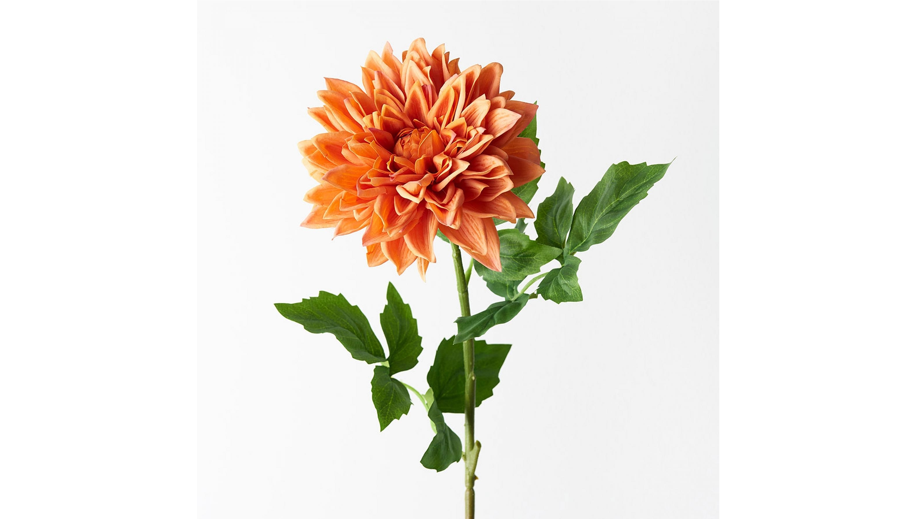 Dahlia Spray in Orange