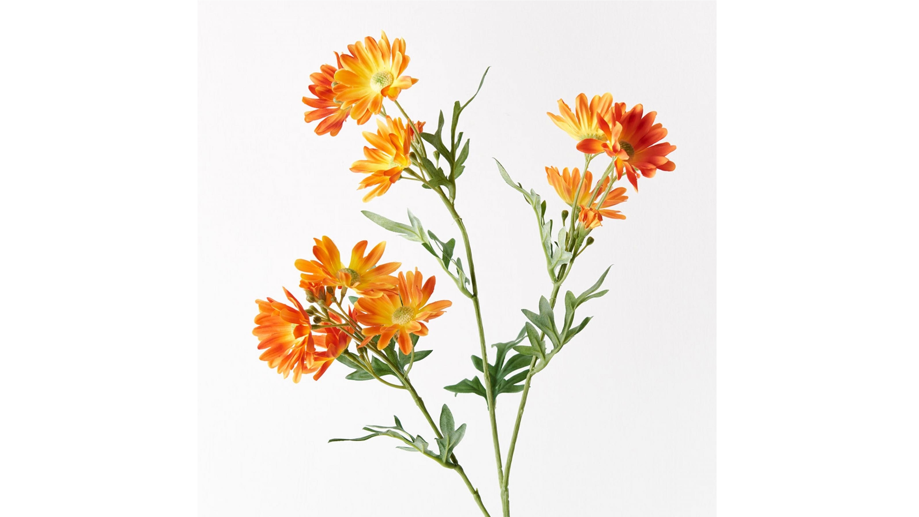 Daisy Spray in Orange