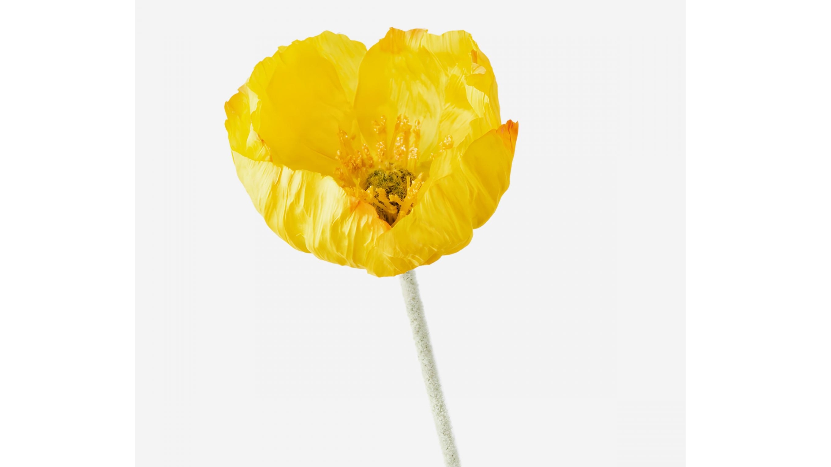 Poppy Iceland Stem in Yellow