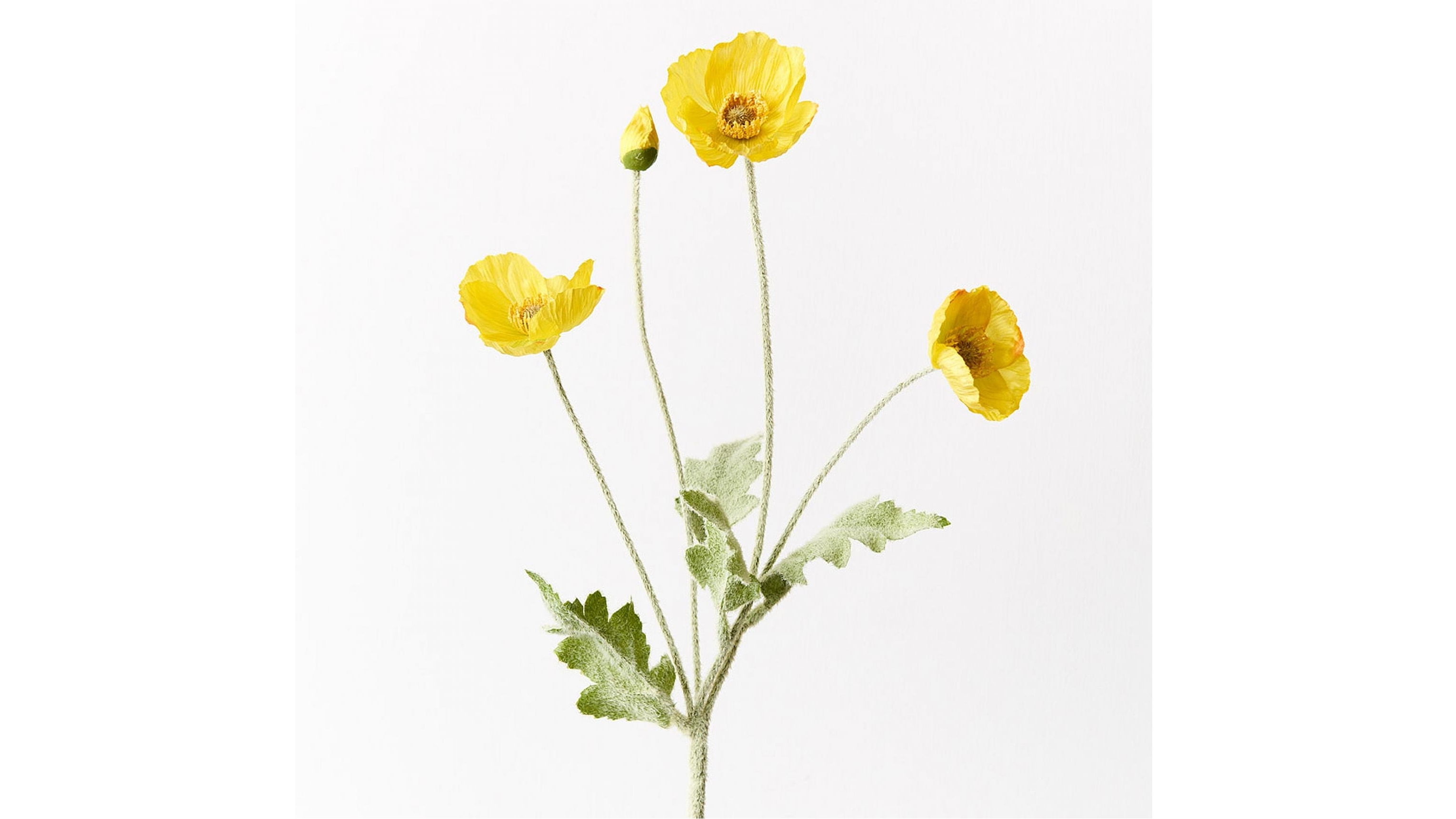 Poppy Iceland Spray in Yellow