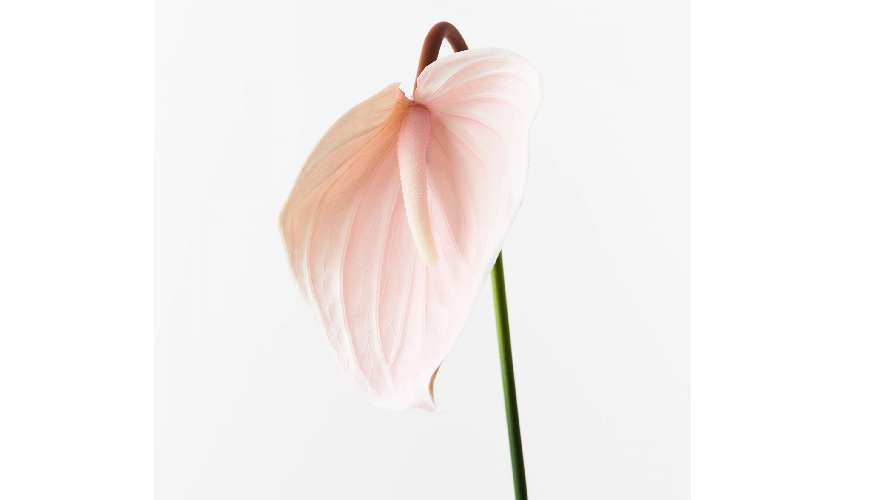 Anthurium Spray in Soft Pink