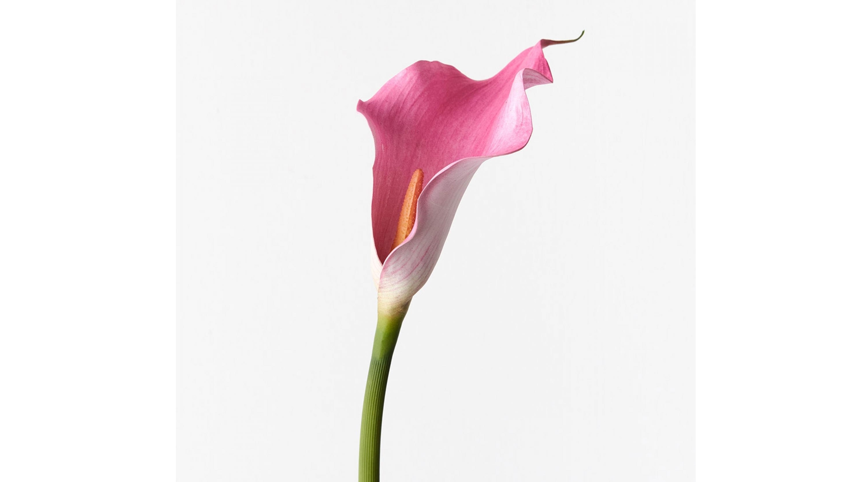 Calla Lily Spray in Fuschia