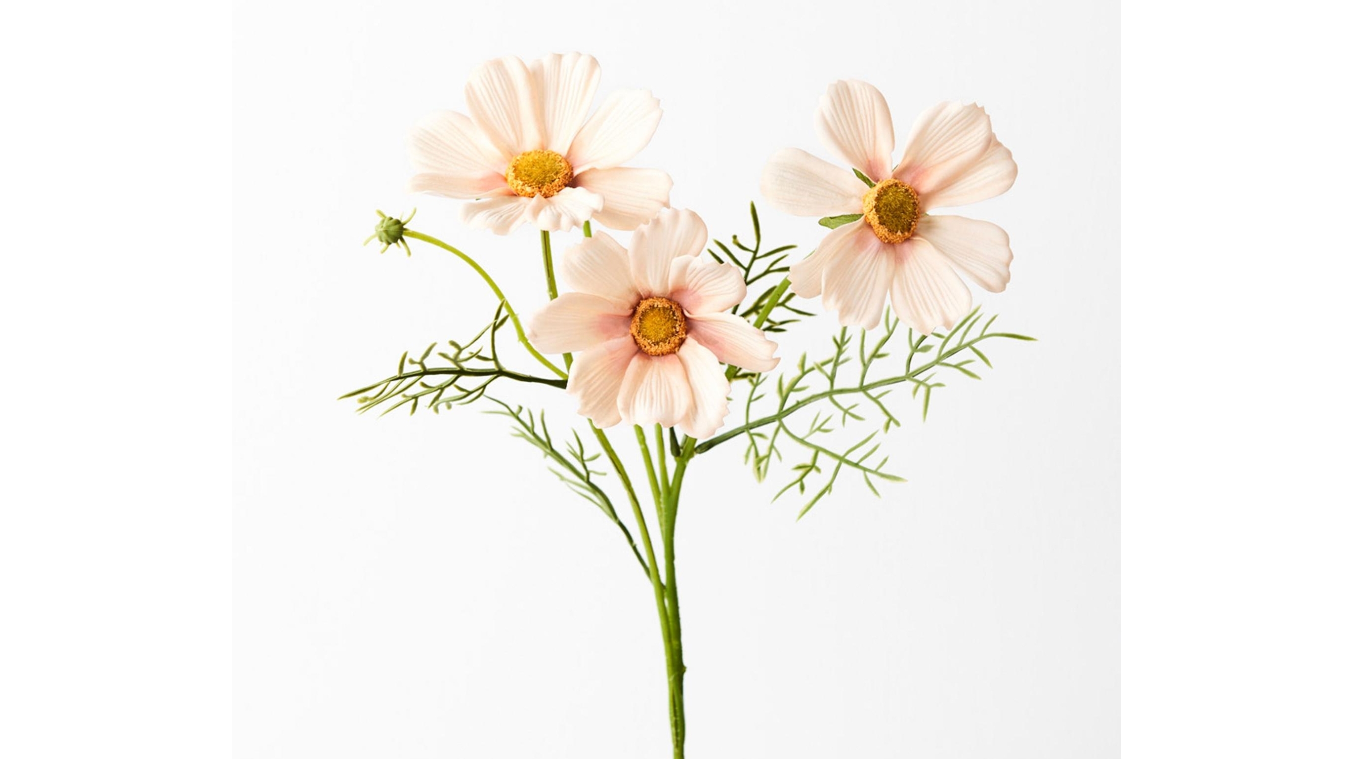 Cosmos Spray in Apricot Cream