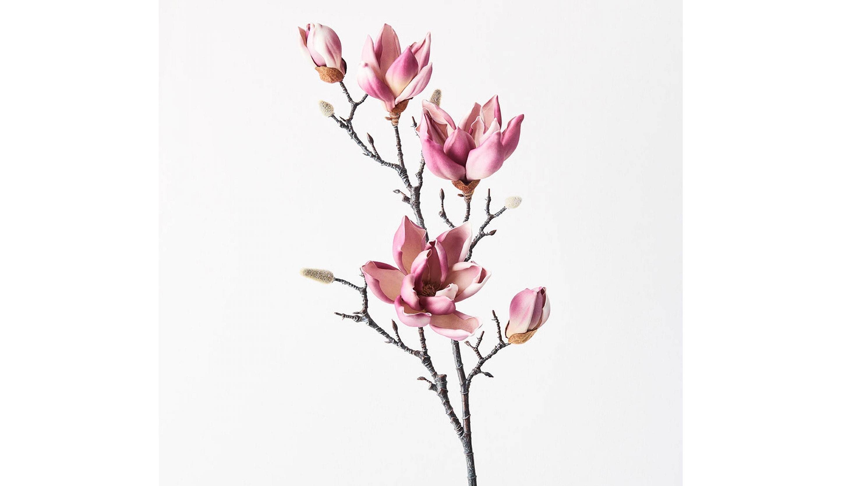 Magnolia Japanese Spray in Plum