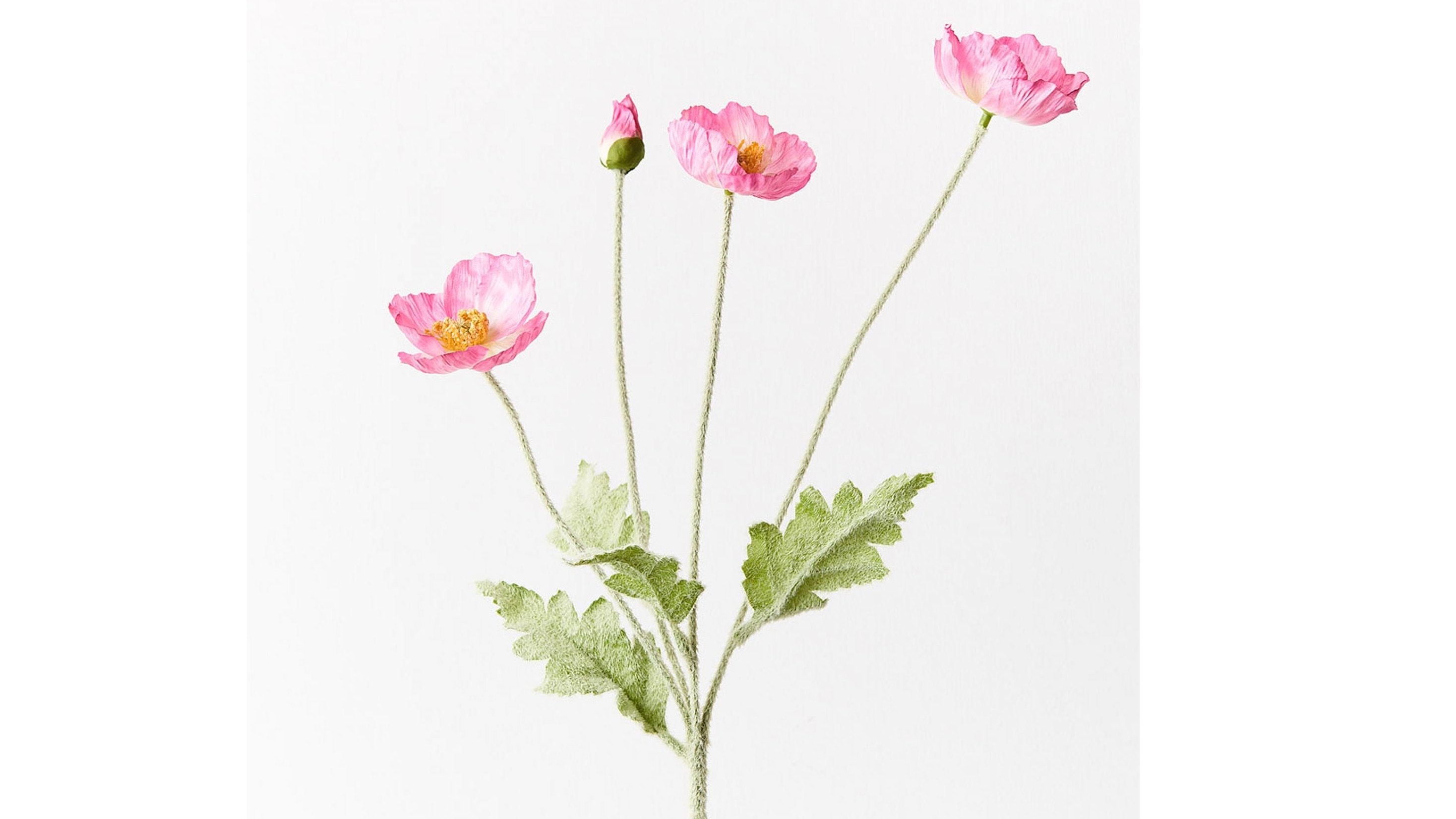 Poppy Iceland Spray in Fuschia