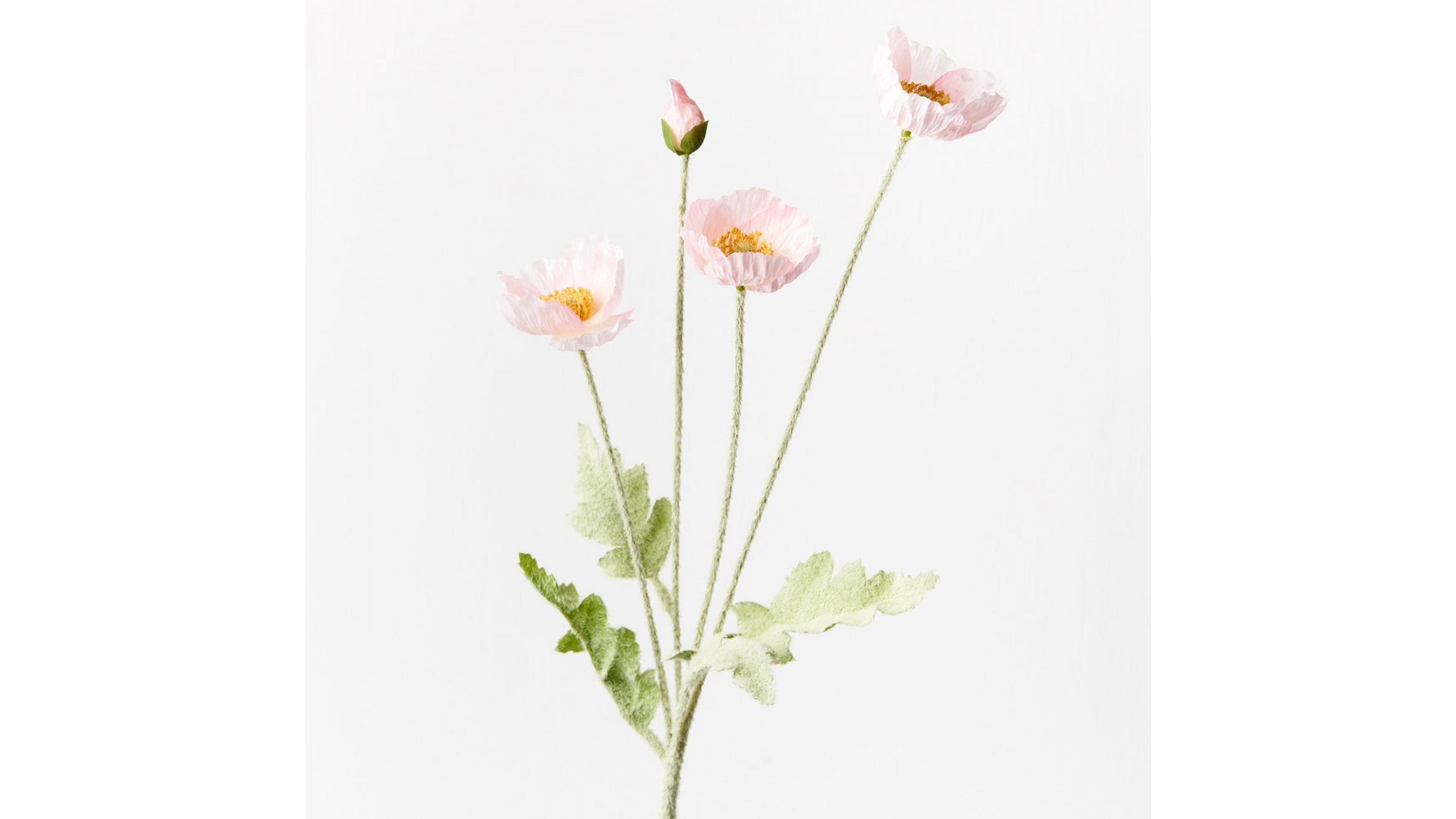 Poppy Iceland Spray in Light Pink