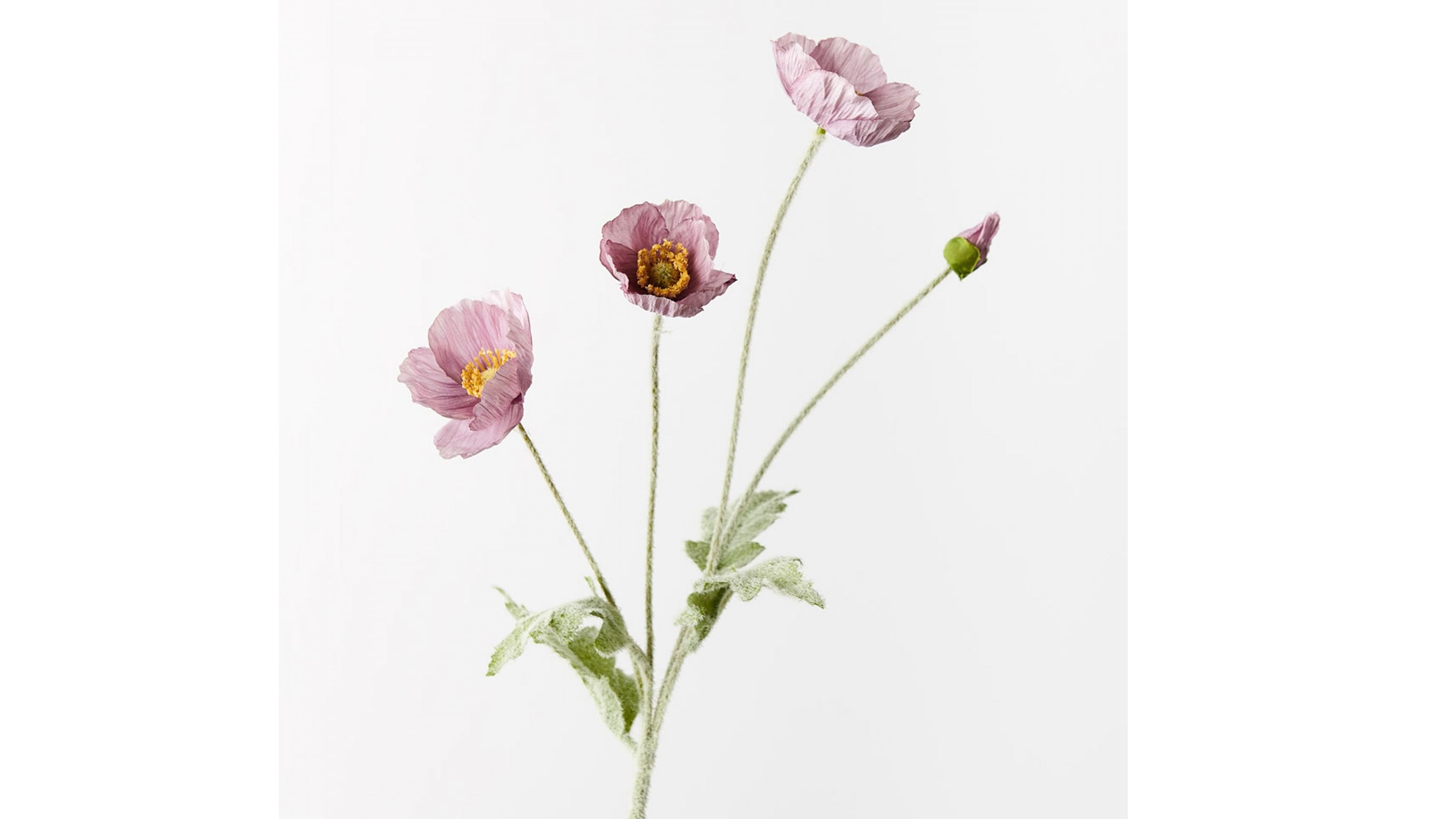 Poppy Iceland Spray in Lavender