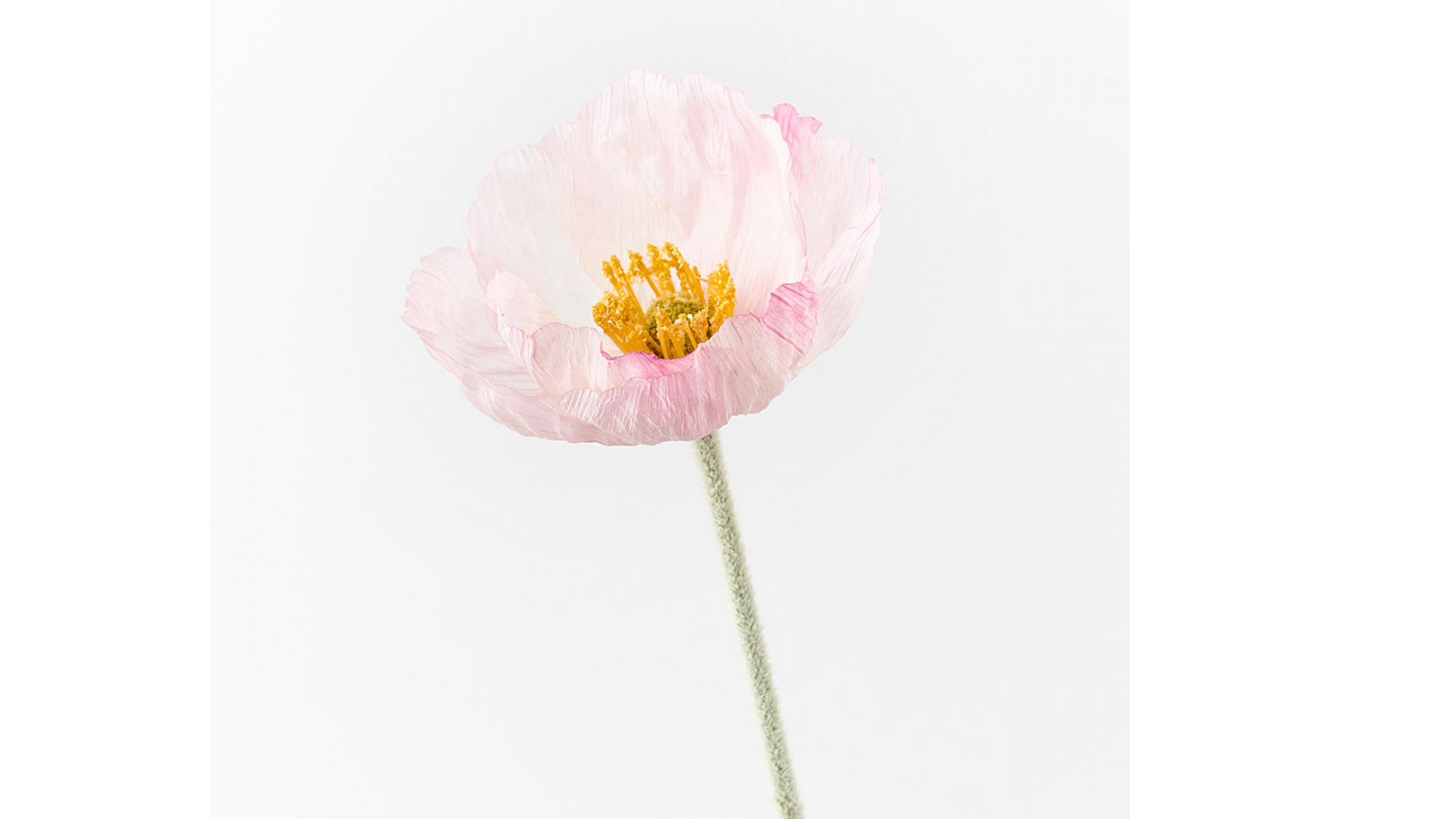 Poppy Iceland Stem in Light Pink