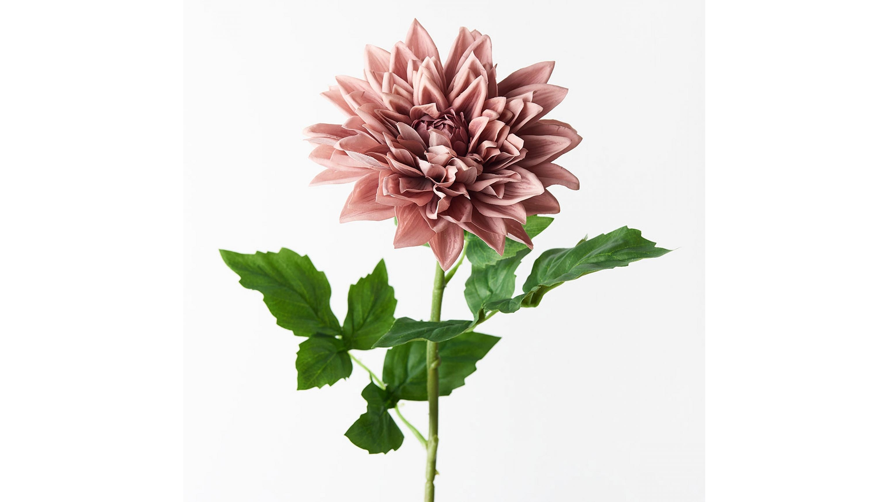 Dalia Stem in Dusty Pink