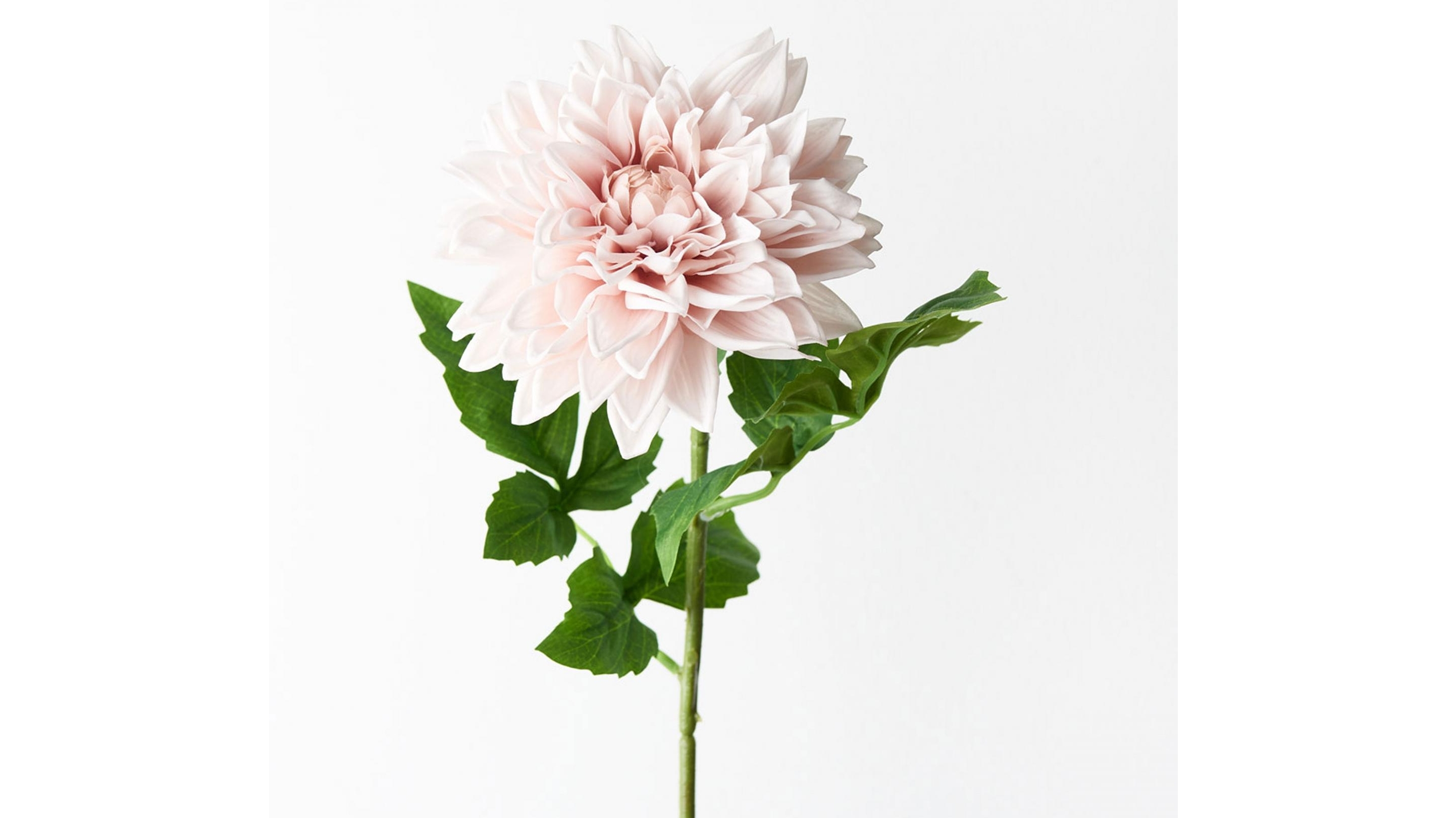 Dalia Stem in Soft Pink