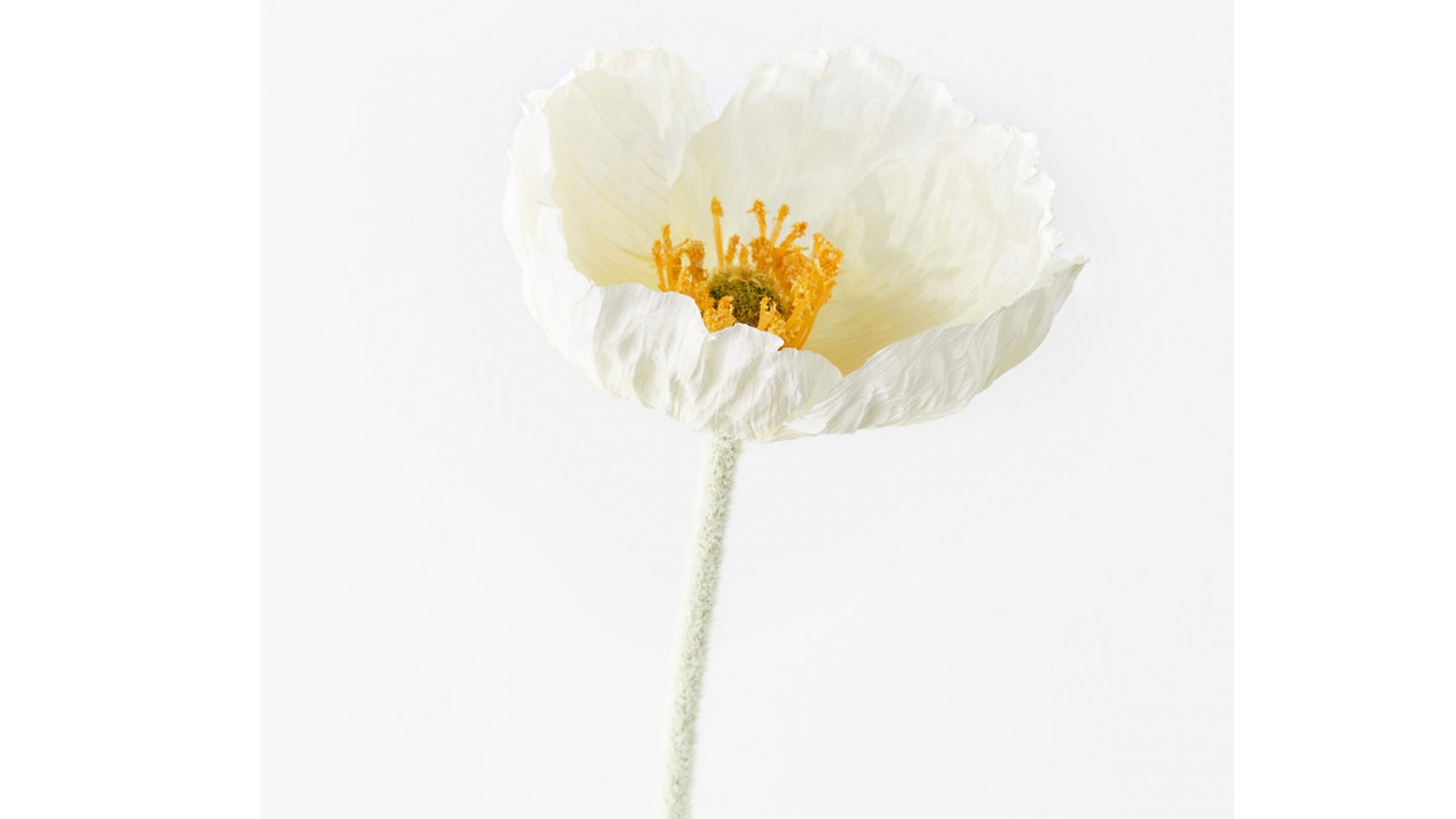 Poppy Iceland Spray in White