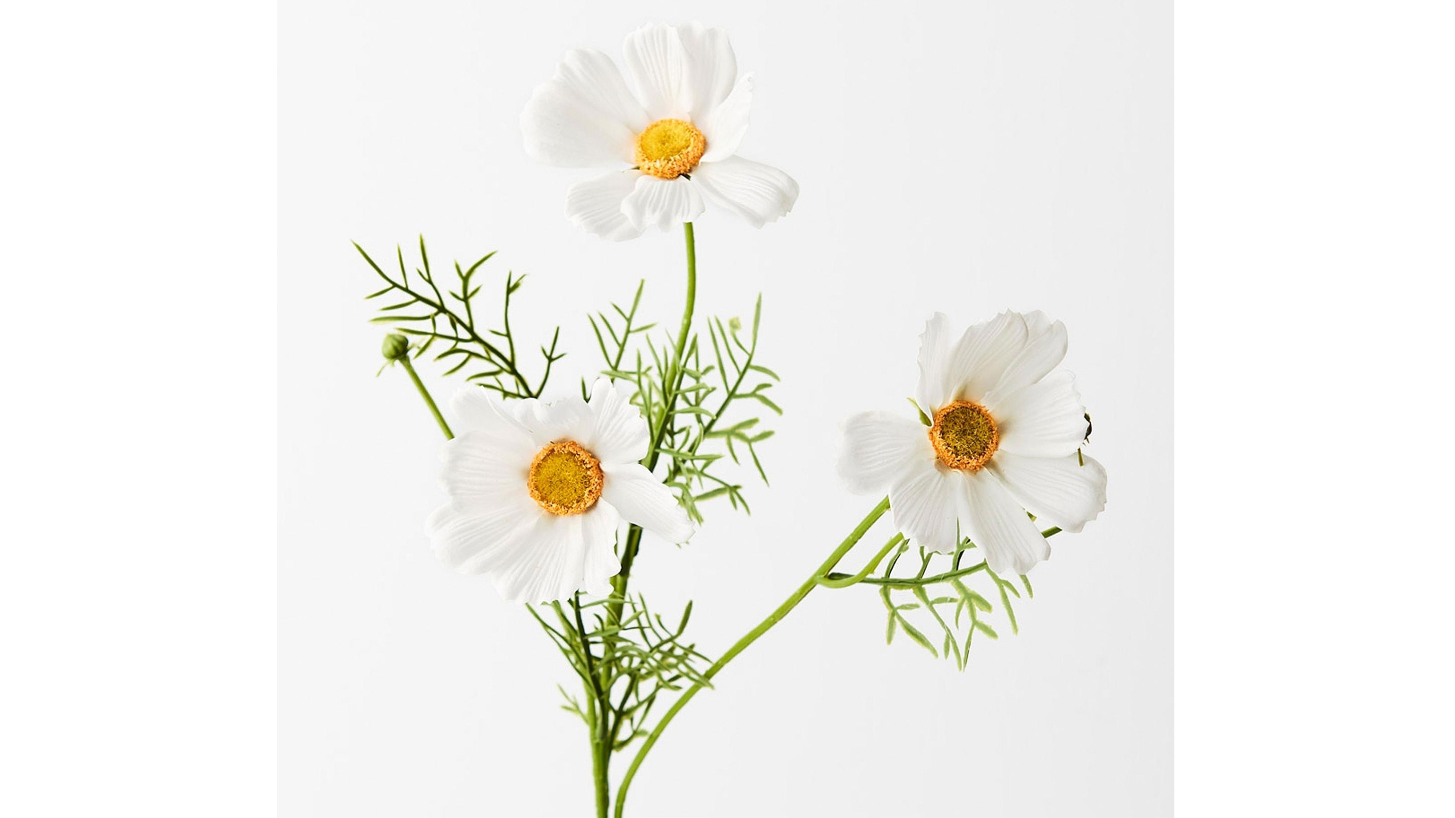 Cosmos Spray in White