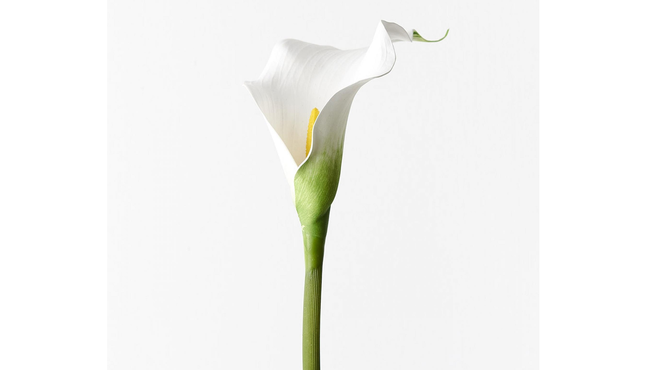 Calla Lily Stem in White