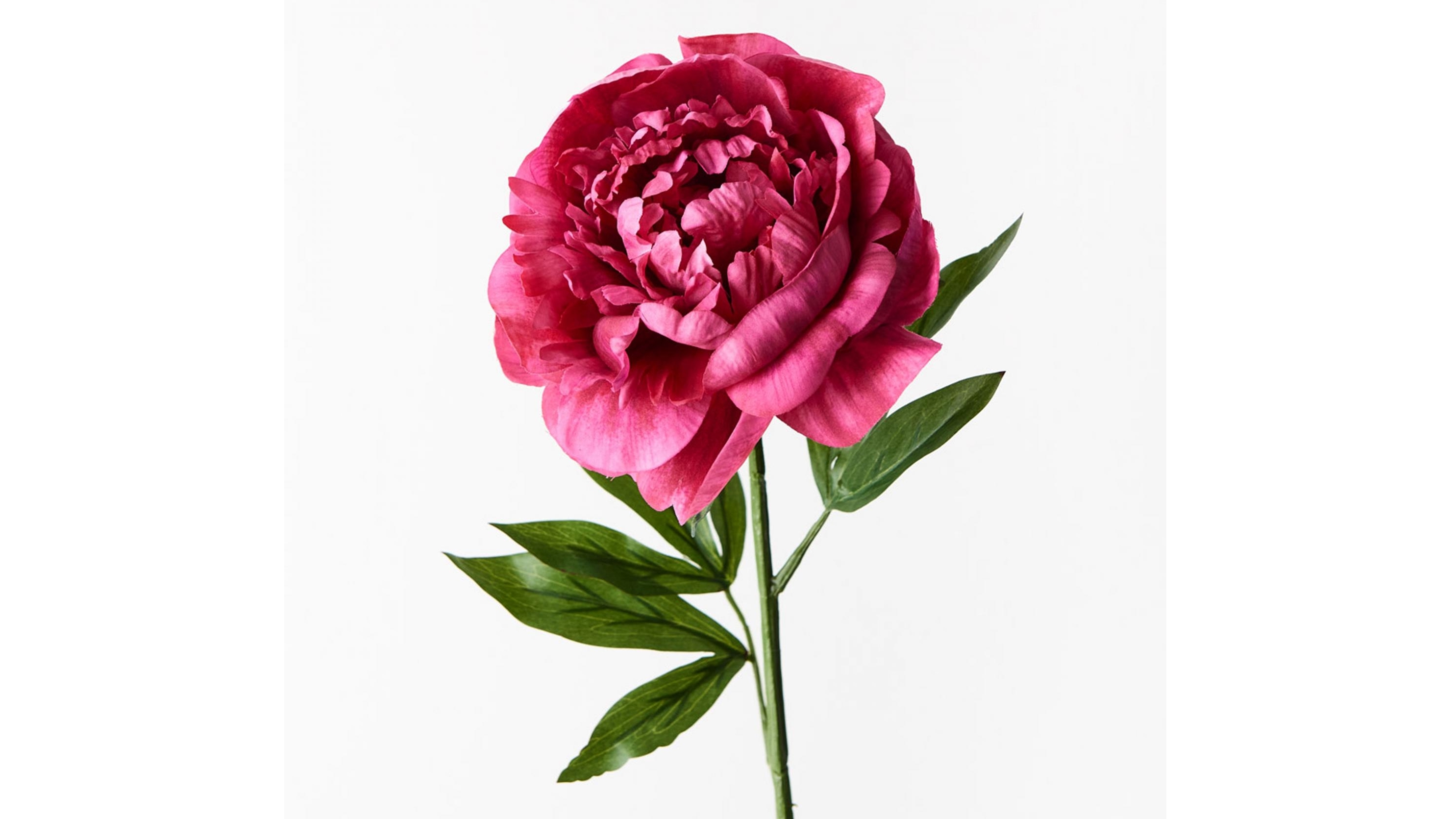 Peony Spray in Fuschia