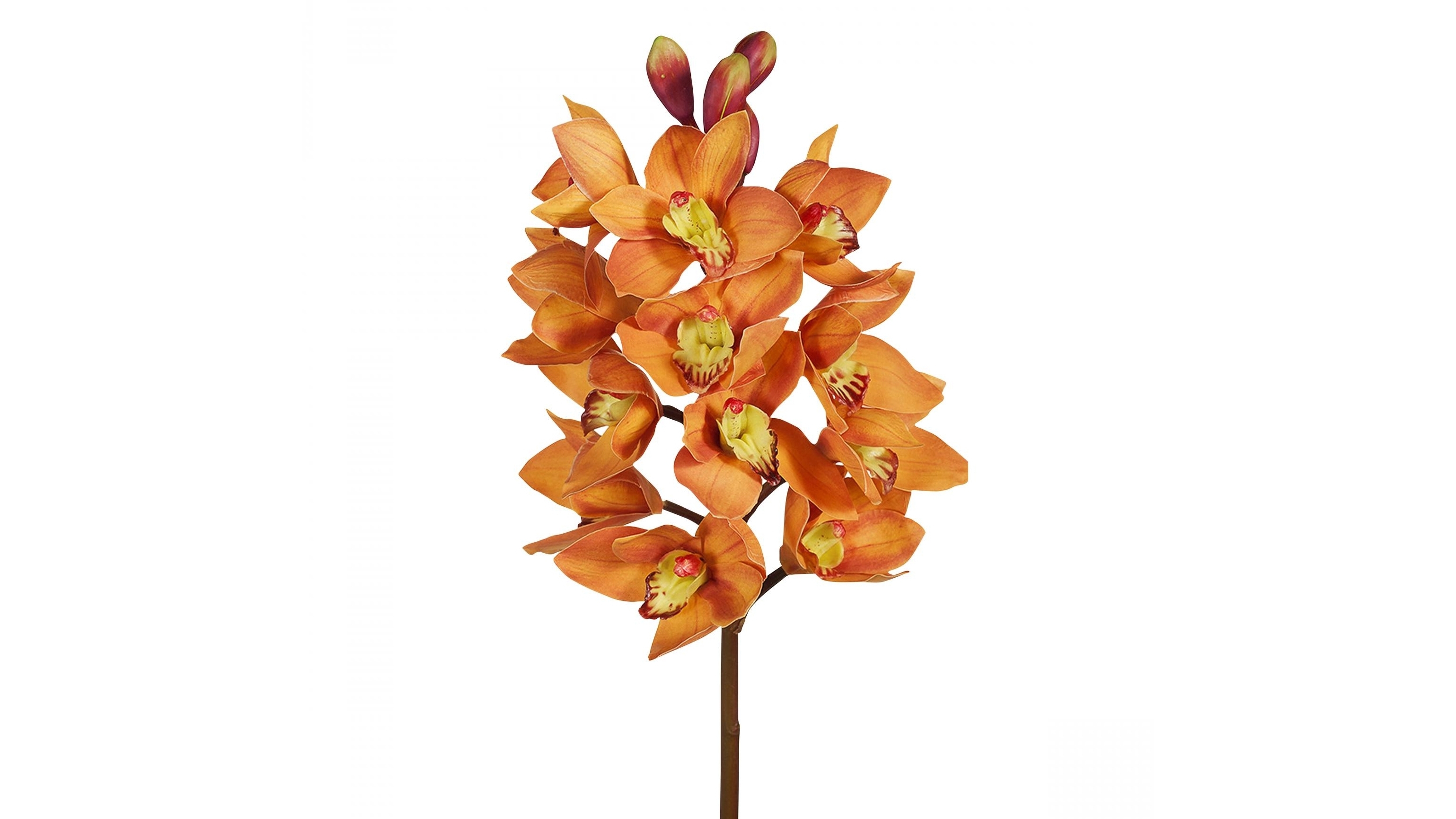 Orchid Cymbidium Stem in Orange