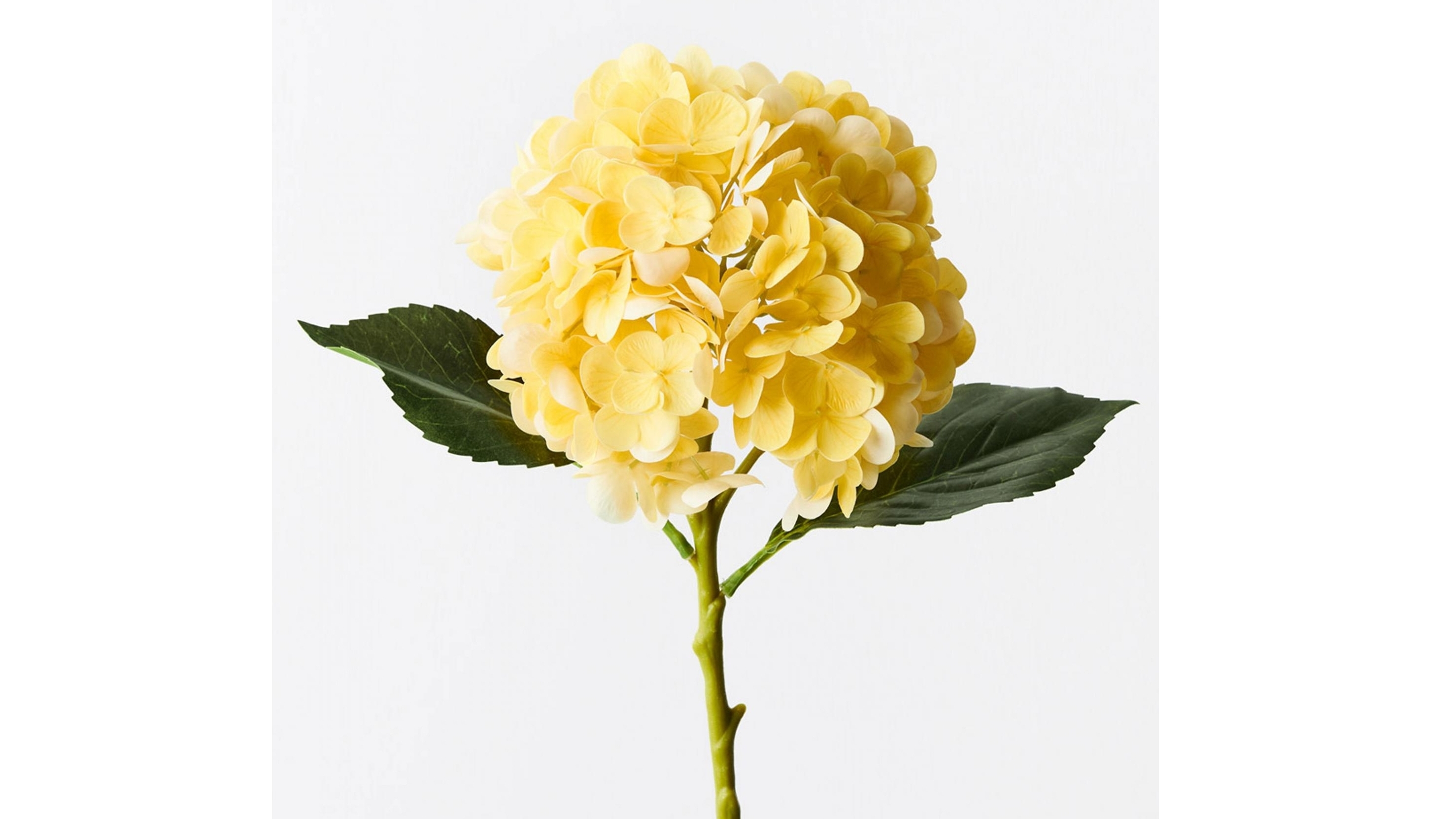 Hydrangea Stem in Yellow