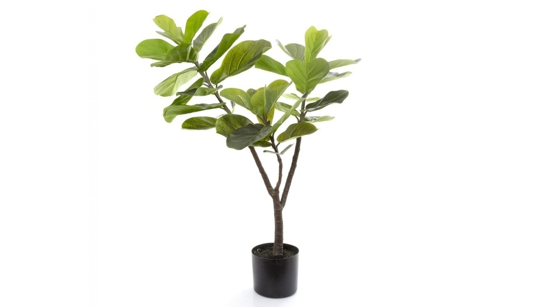 Fiddle Leaf Tree - 90cm