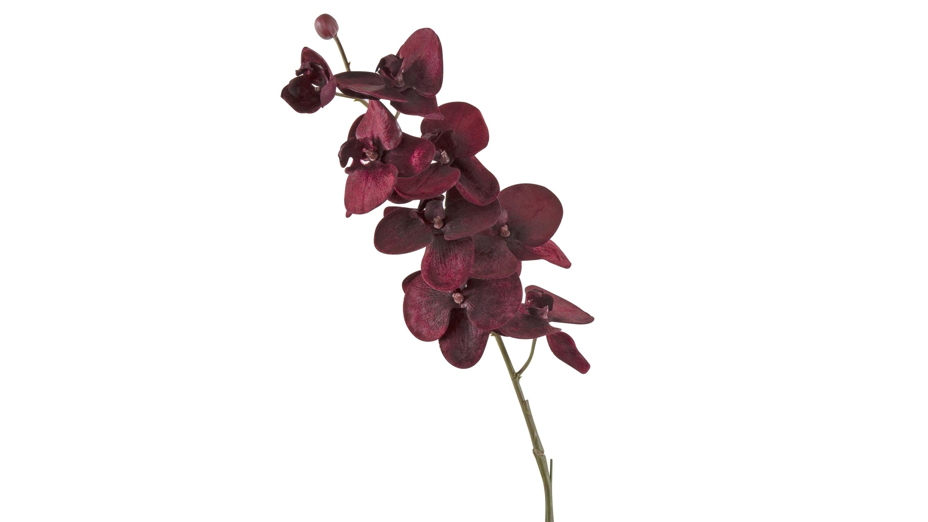 Velvet Orchid 12 Burgundy