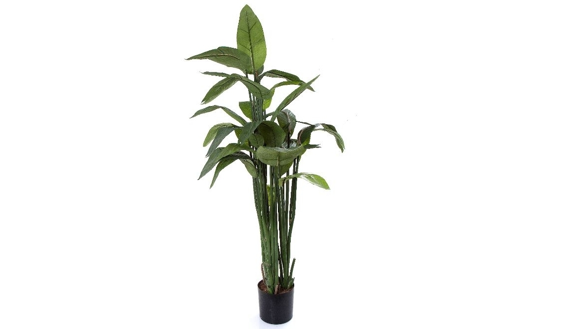 Strelitzia 135cm Leaves